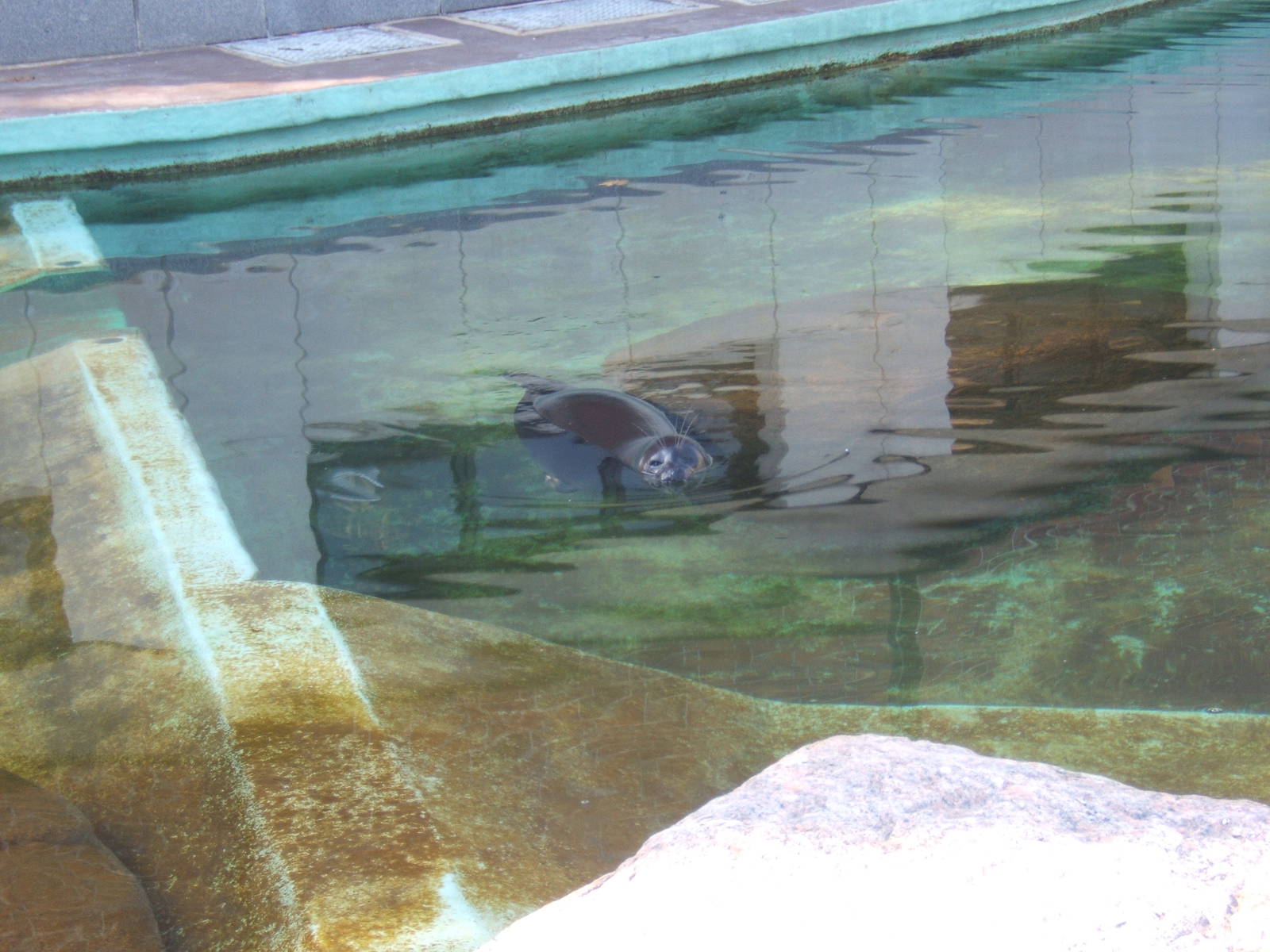 Baikal Seal (Pusa sibirica)