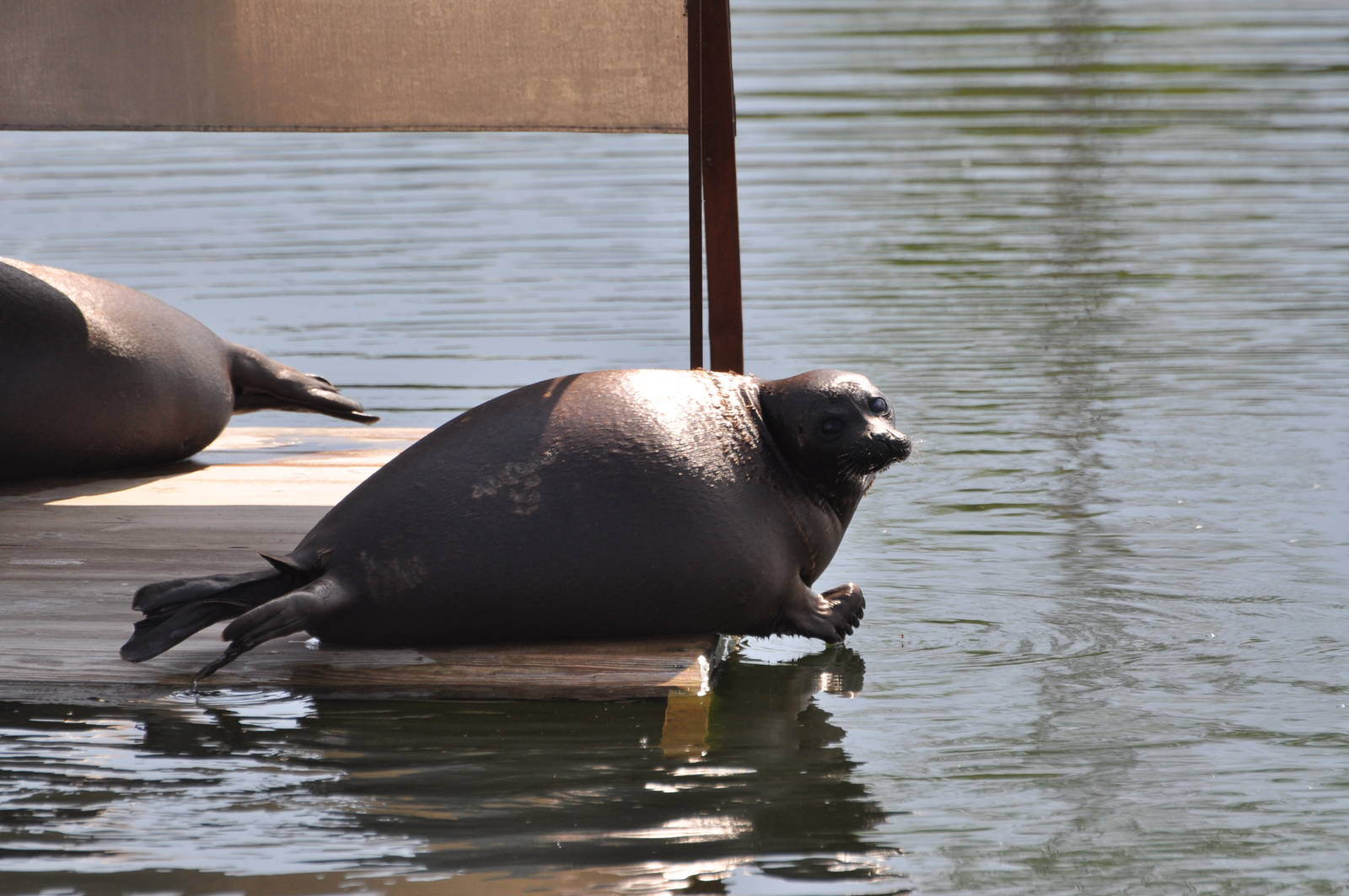 Baikal seal/ Pusa sibirica