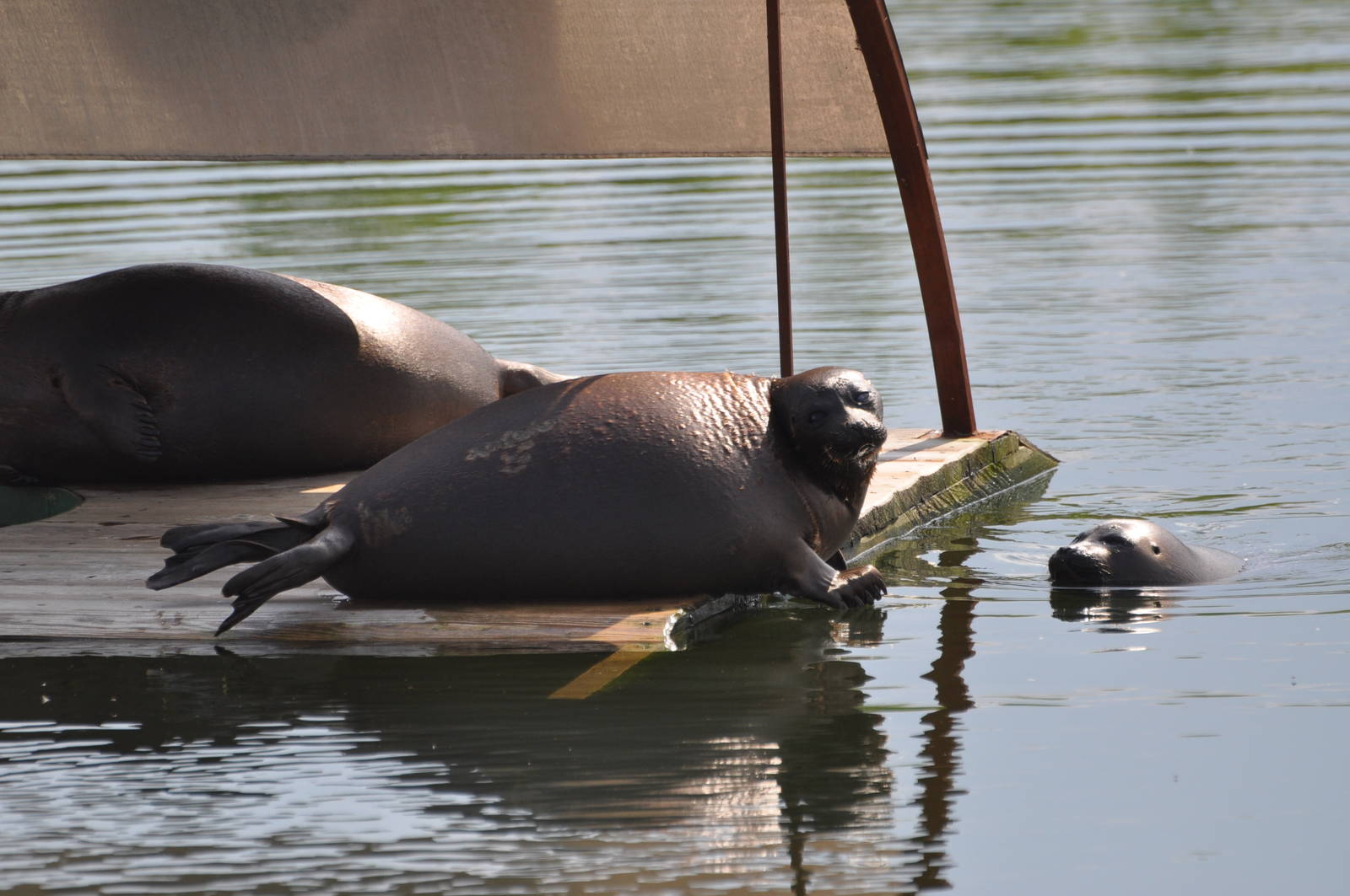 Baikal seal/ Pusa sibirica