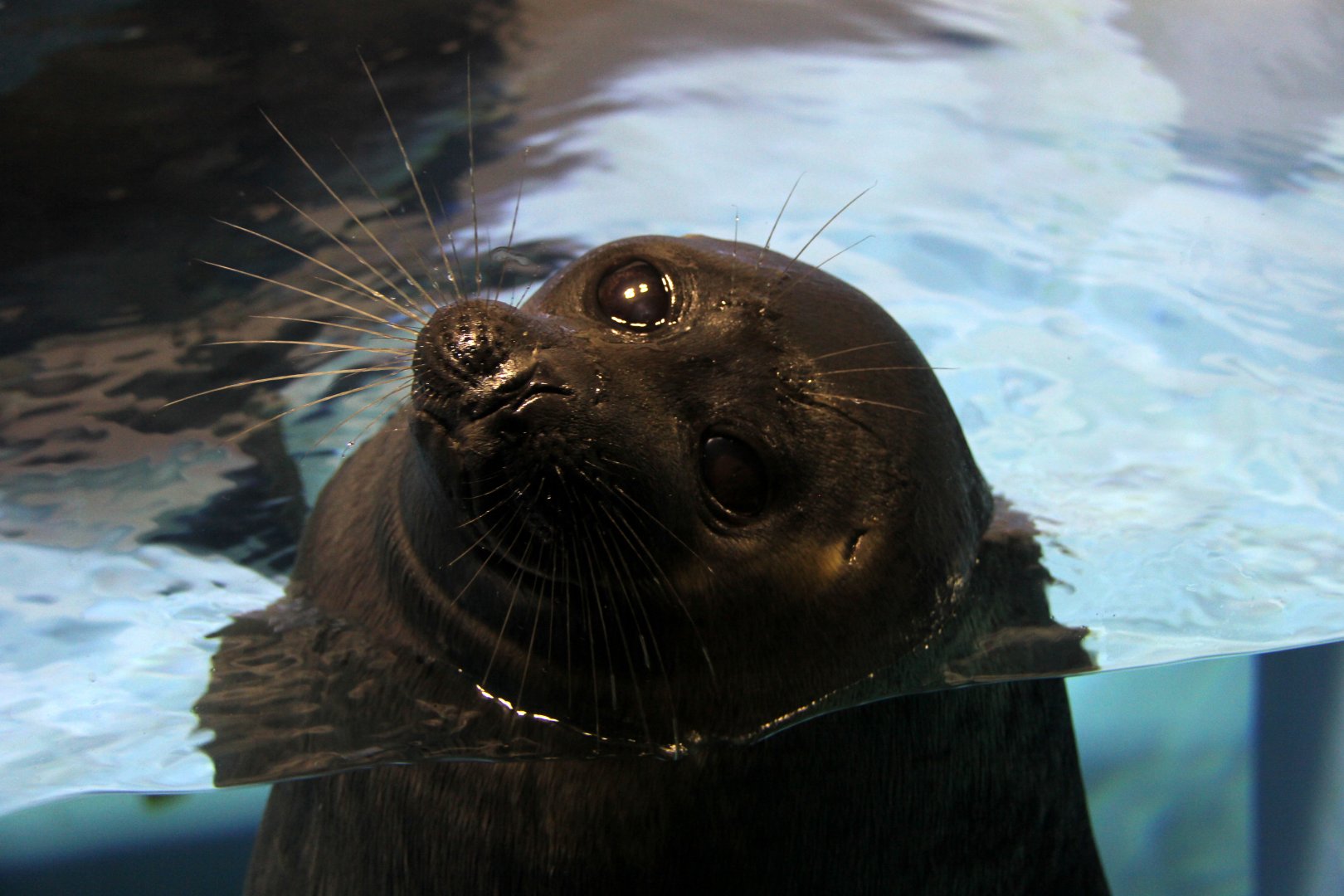 Baikal seal (Pusa sibirica)