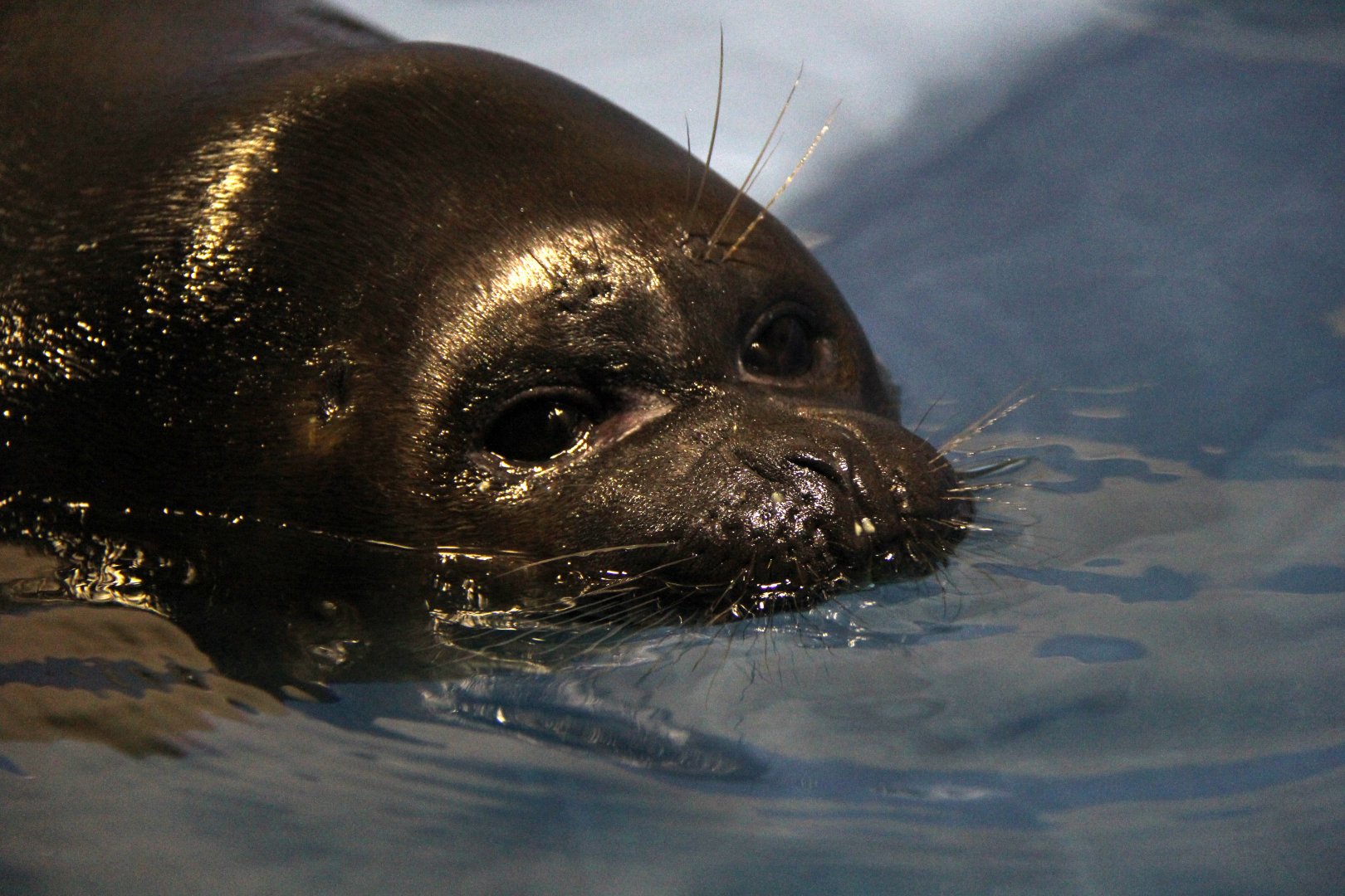 Baikal seal (Pusa sibirica)