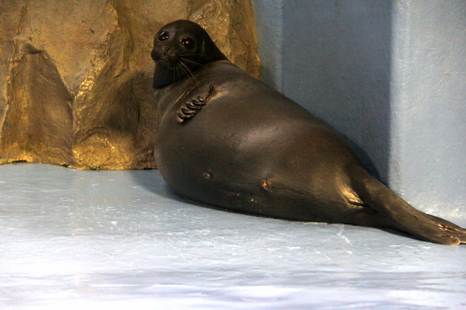 Baikal seal (Pusa sibirica)