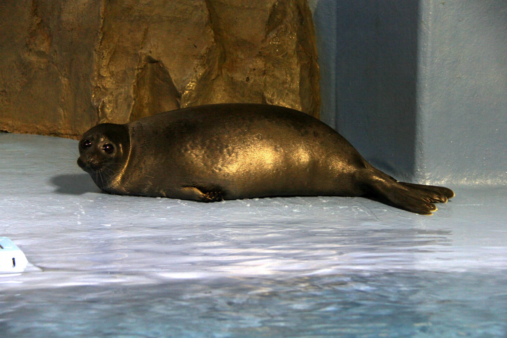 Baikal seal (Pusa sibirica)