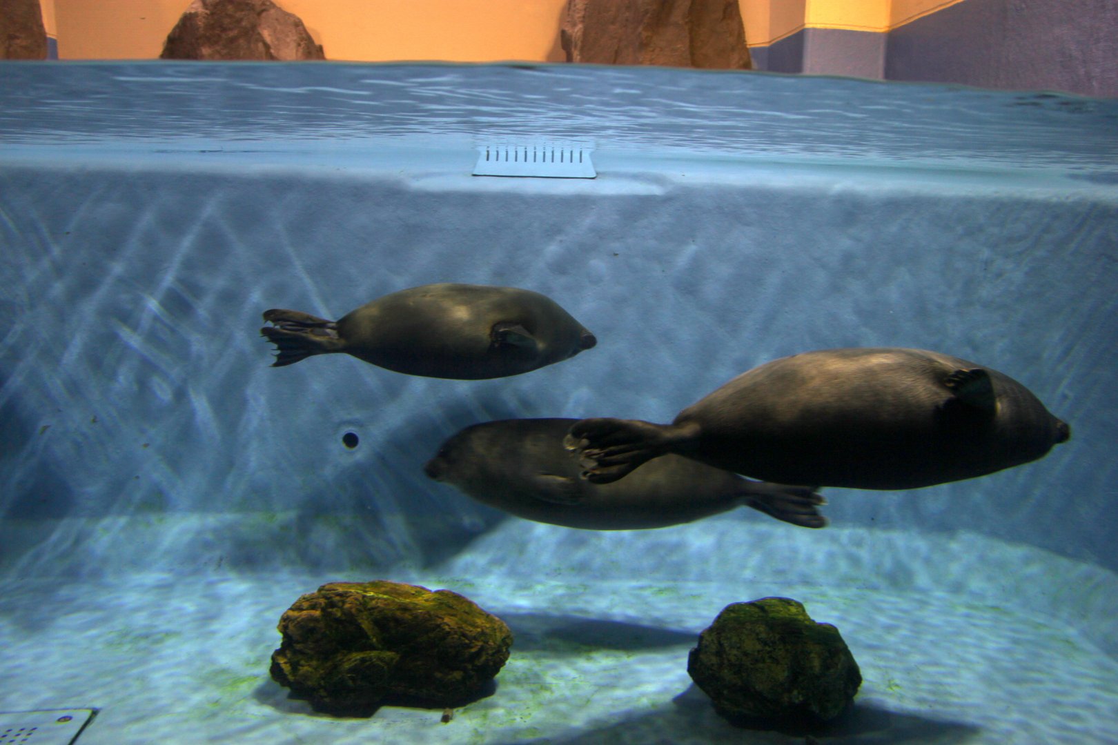 Baikal seal (Pusa sibirica)