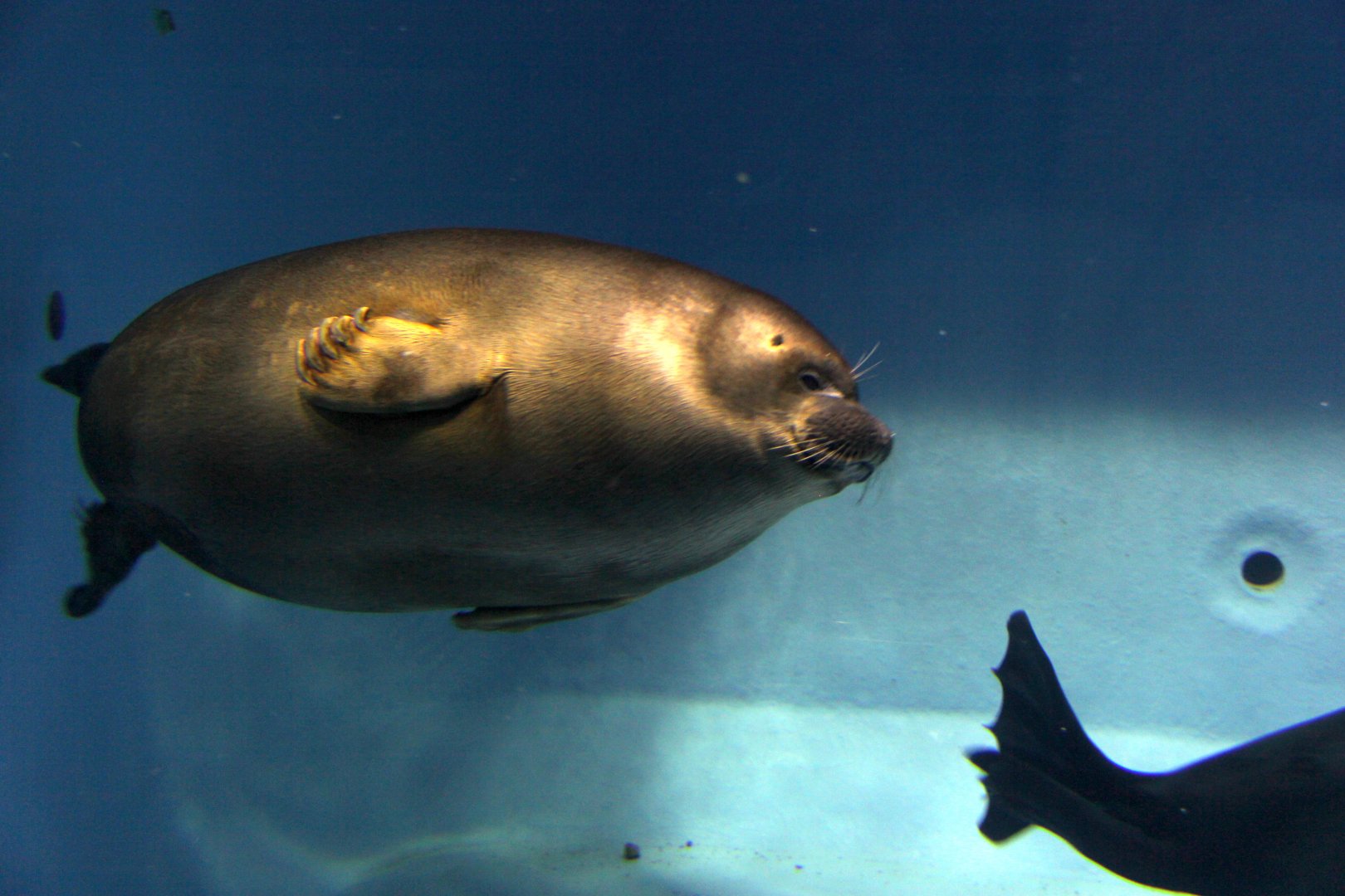 Baikal seal (Pusa sibirica)