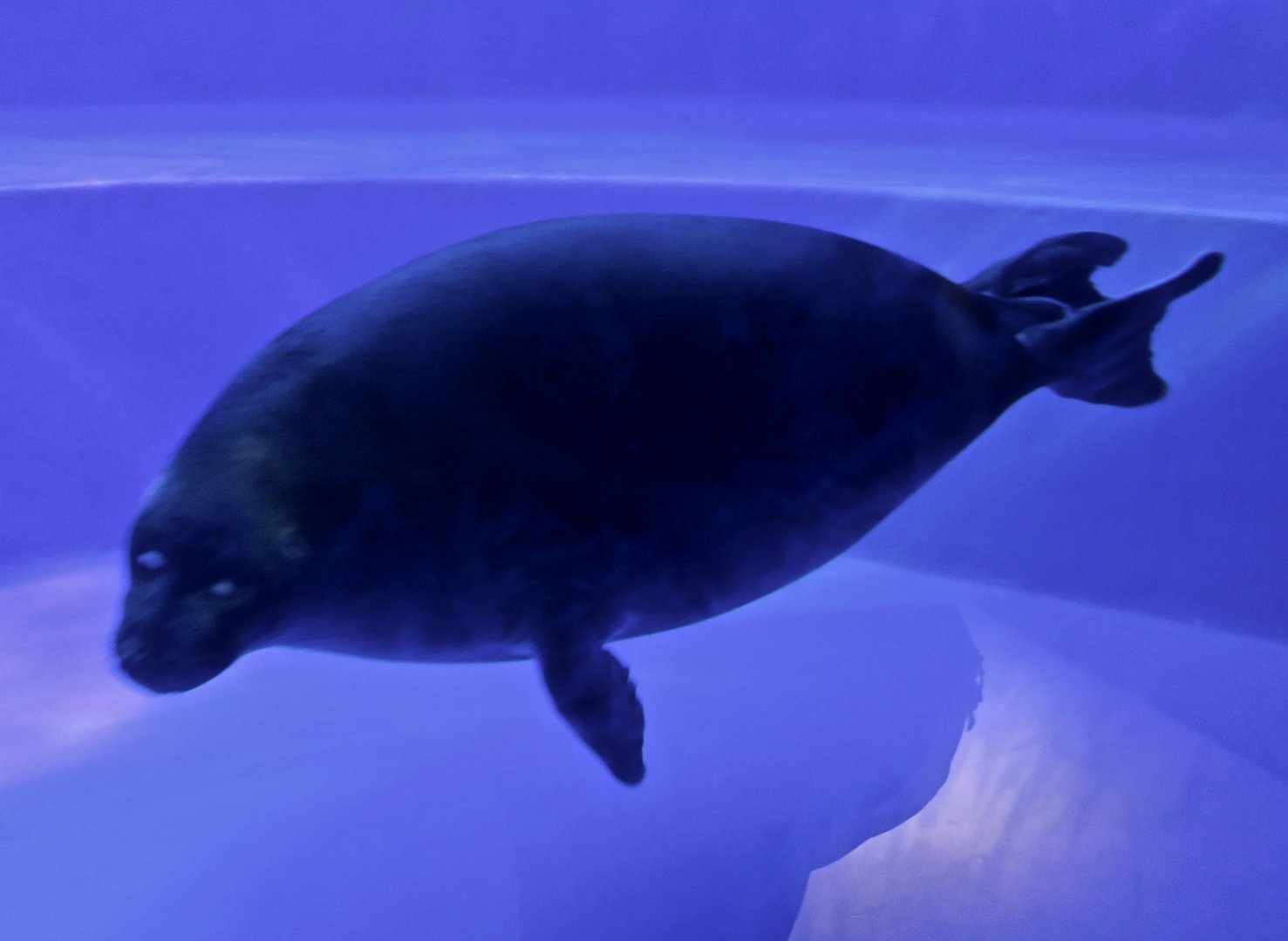 Baikal Seal (Pusa sibirica)