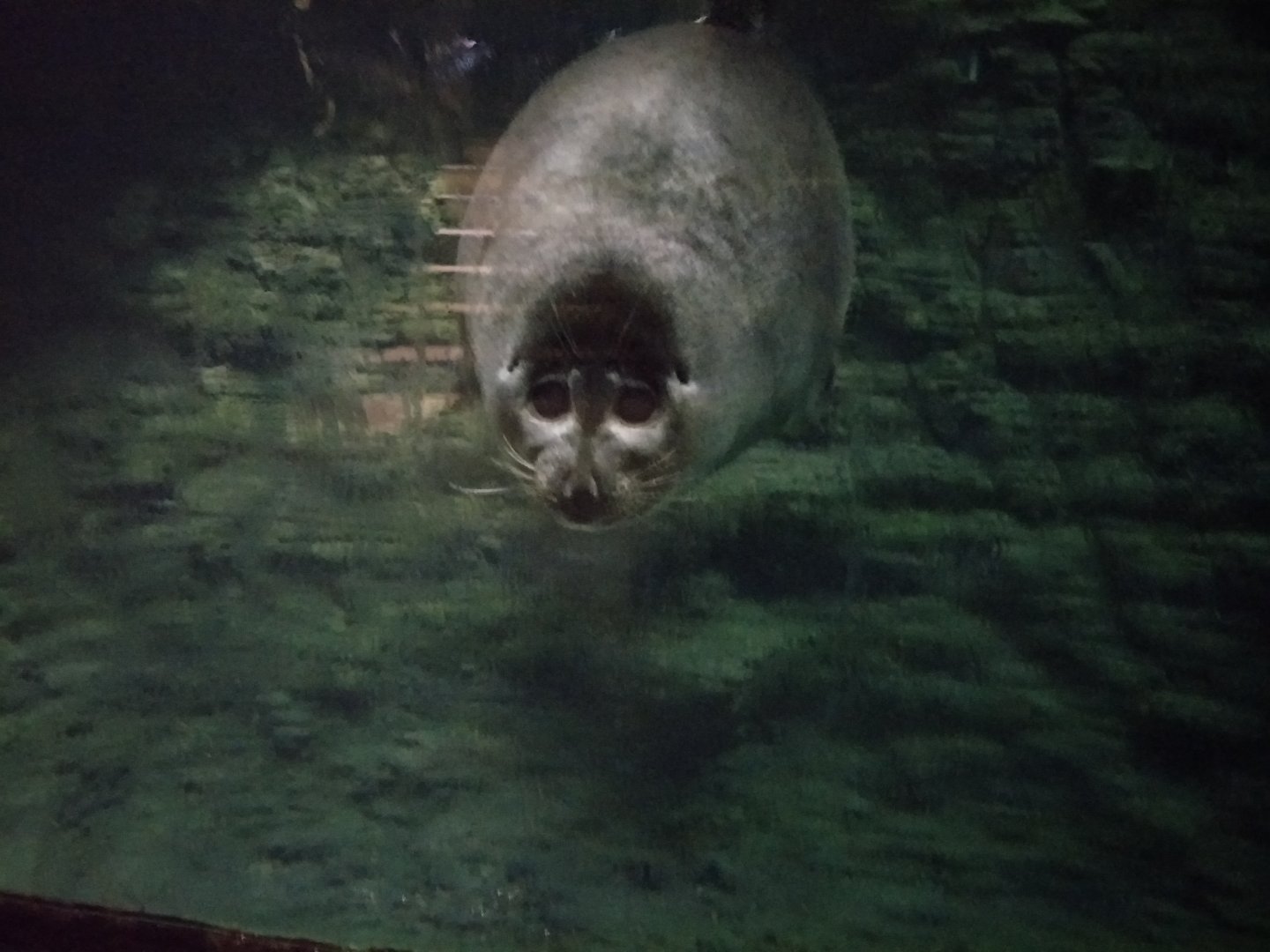 Baikal seal (Pusa sibirica)