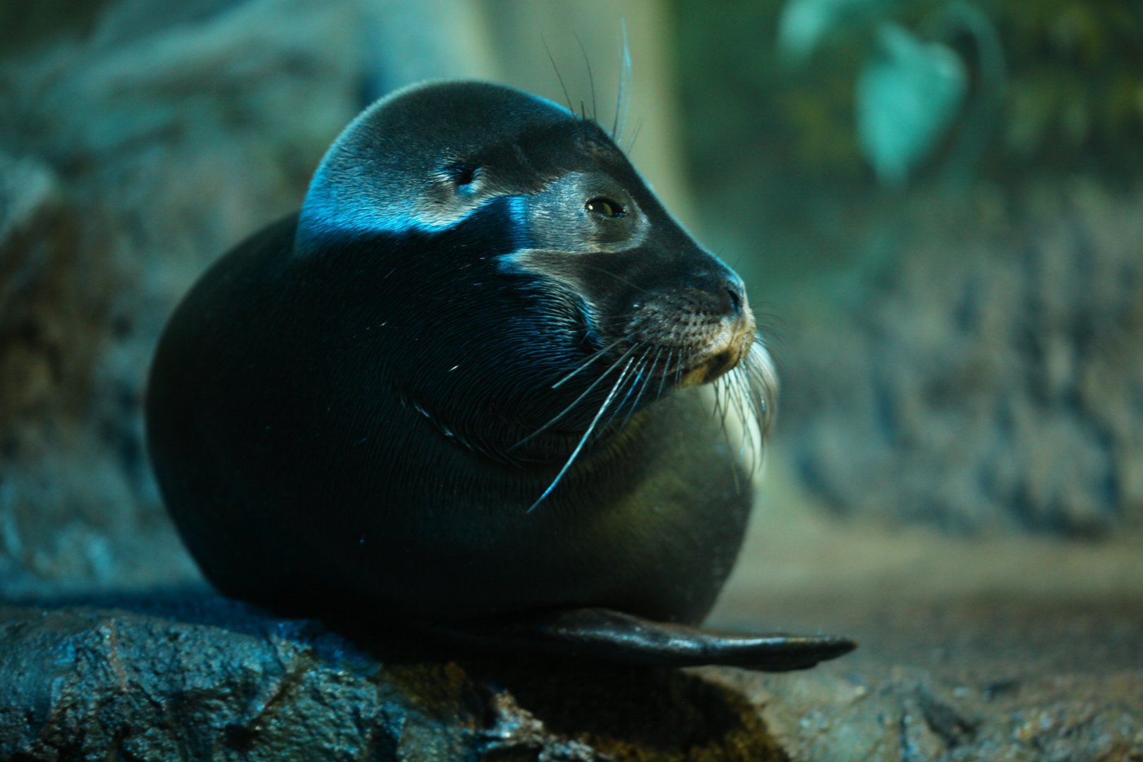 Baikal seal (Pusa sibirica)