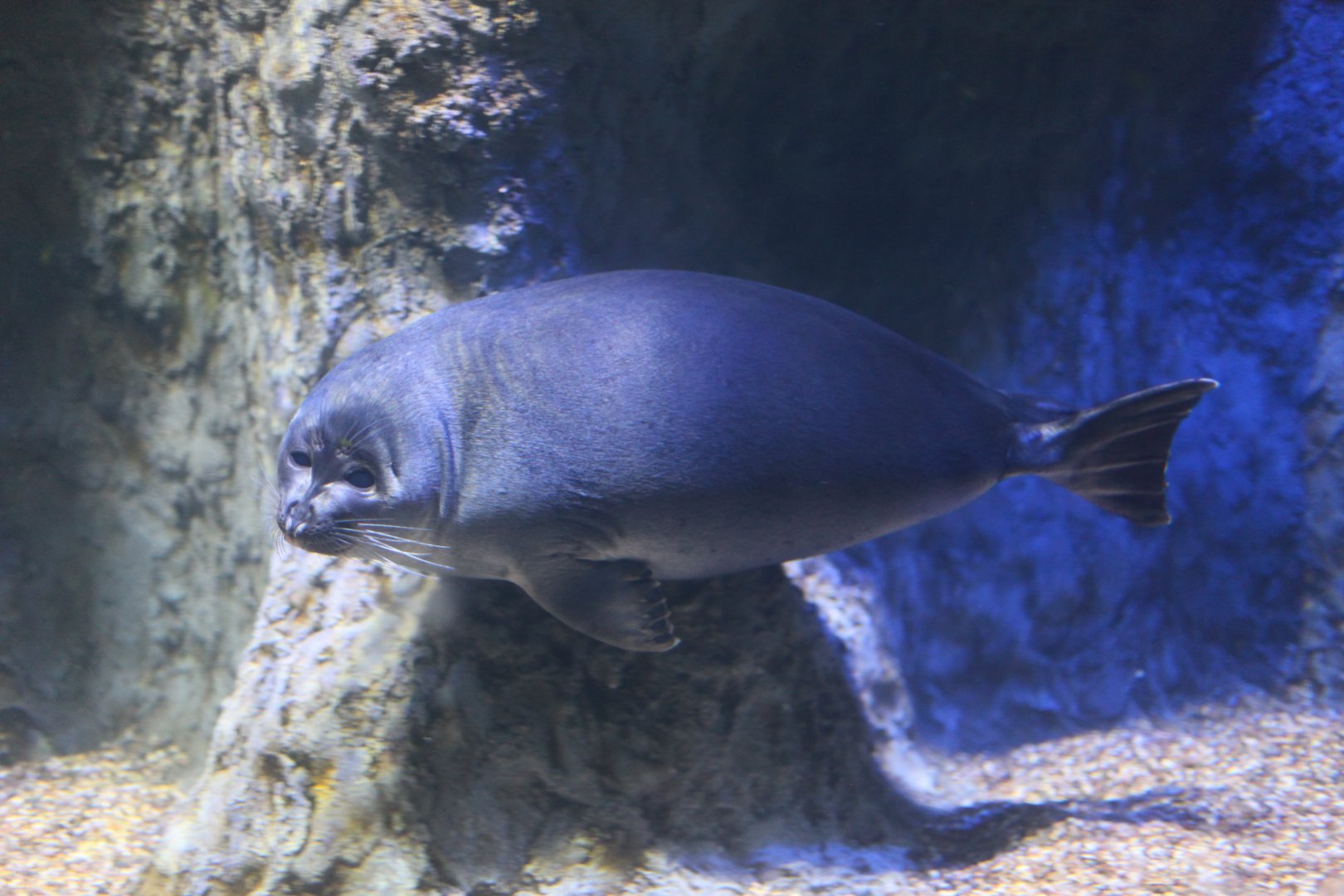 Baikal seal (Pusa sibirica)