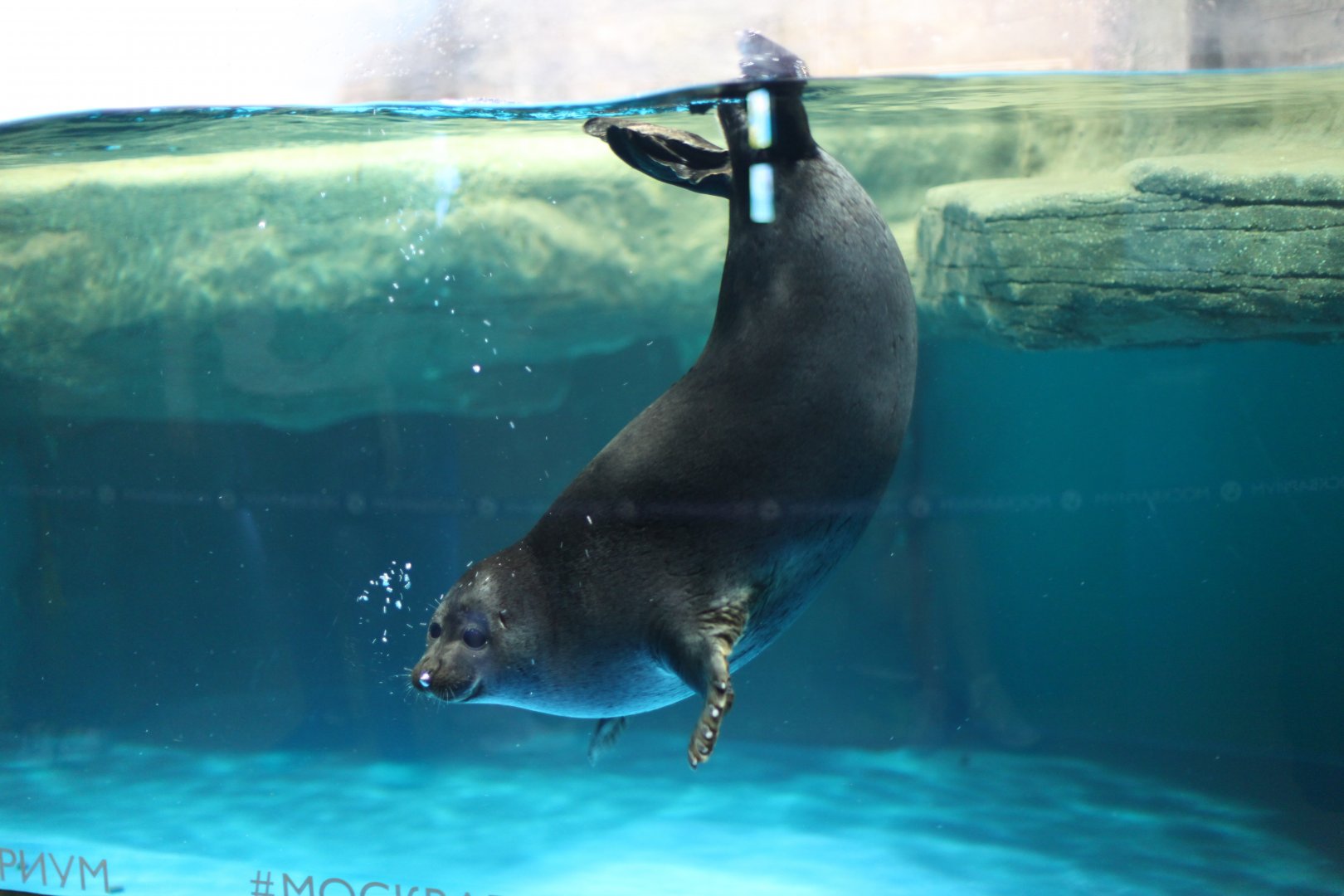Baikal seal (Pusa sibirica)