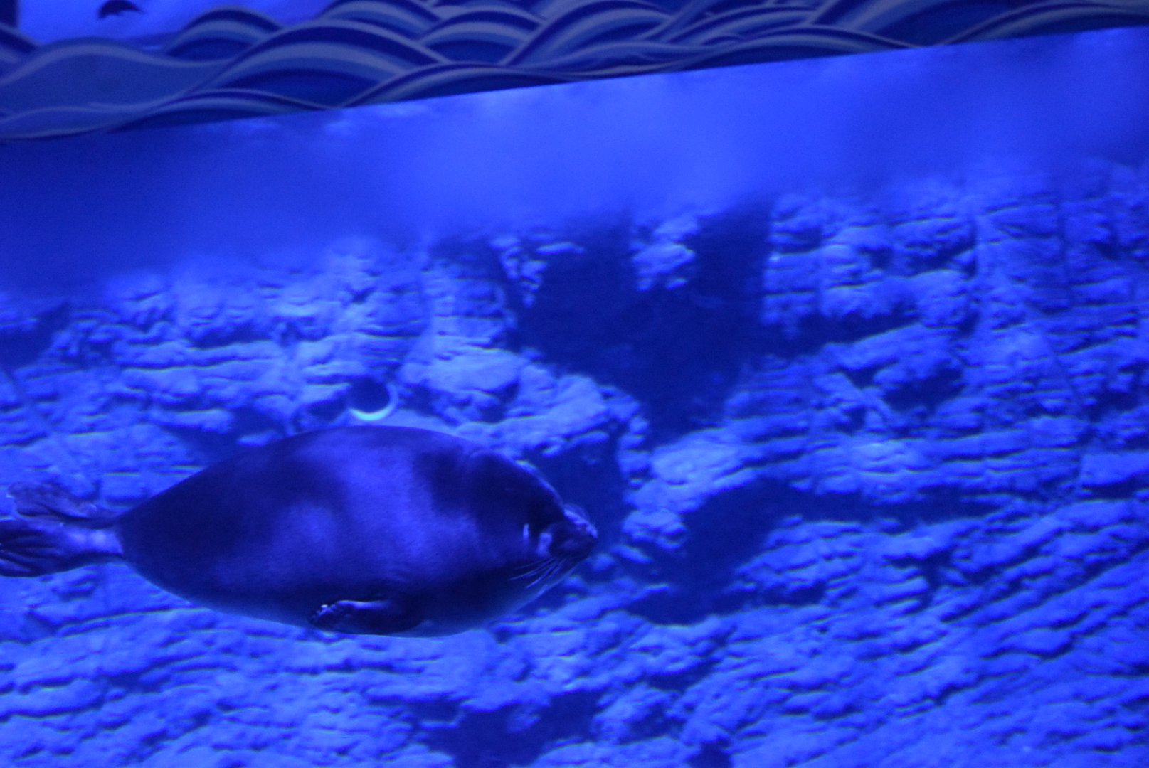 Baikal seal (Pusa sibirica)