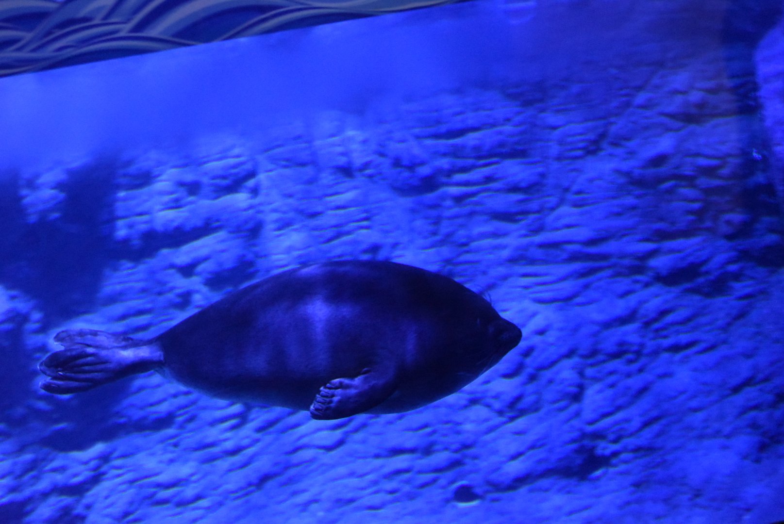 Baikal seal (Pusa sibirica)