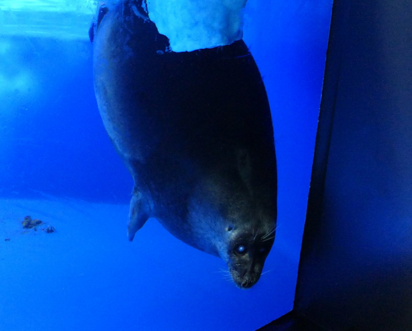 Baikal Seal (Pusa sibirica)