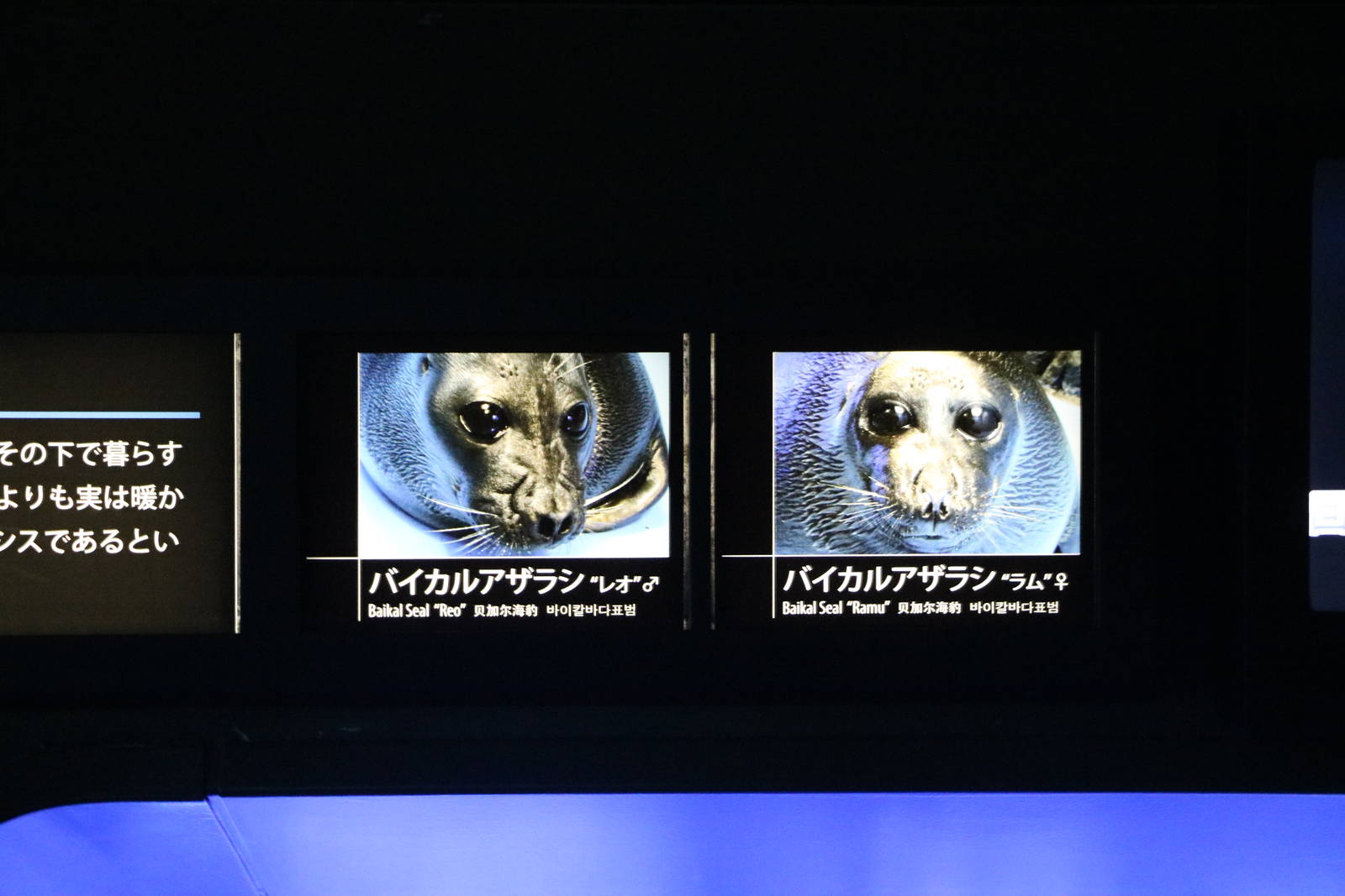Baikal seal signage - Sunshine Aquarium Tokyo, February 2016