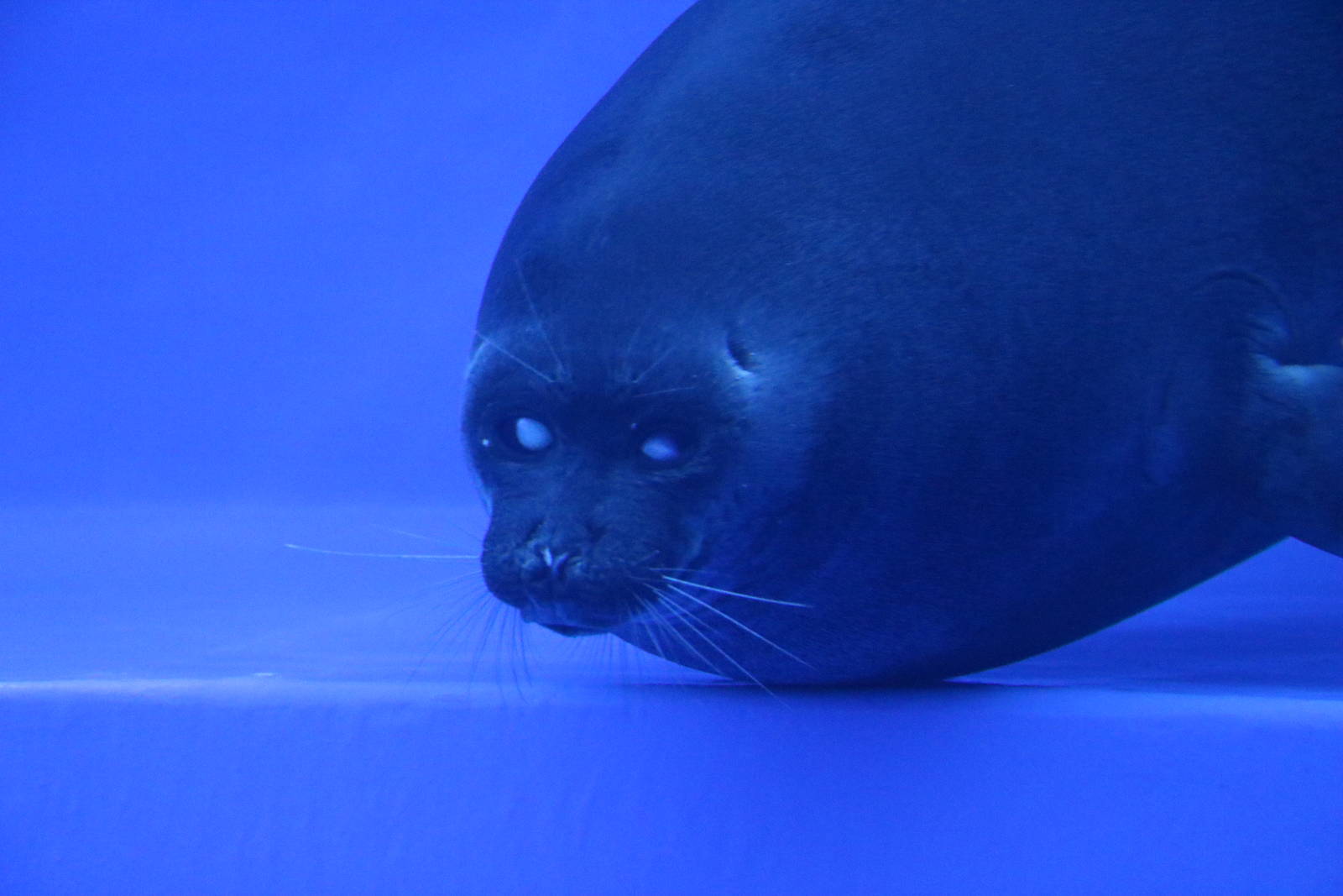 Baikal seal - Sunshine Aquarium Tokyo, February 2016