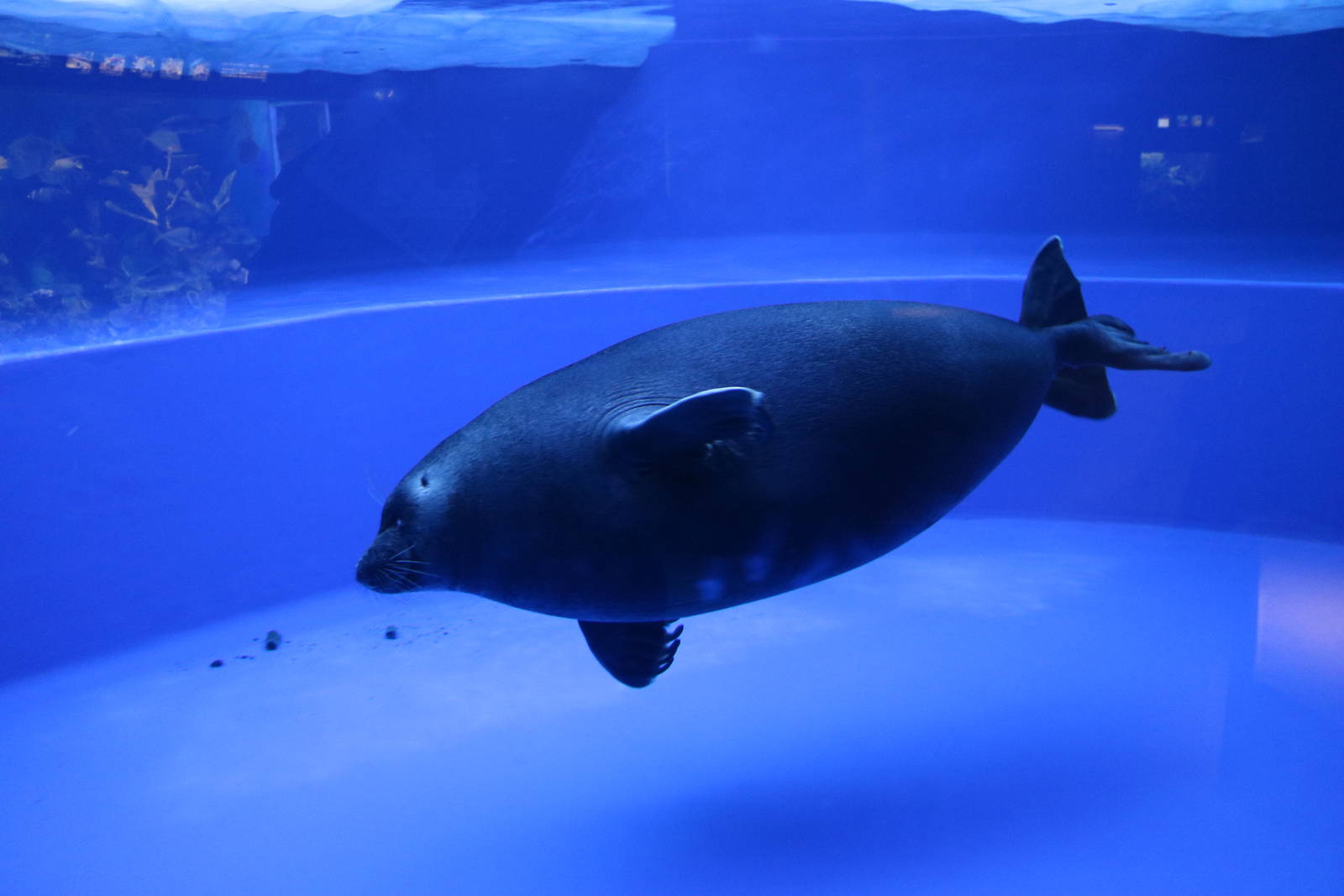 Baikal seal - Sunshine Aquarium Tokyo, February 2016