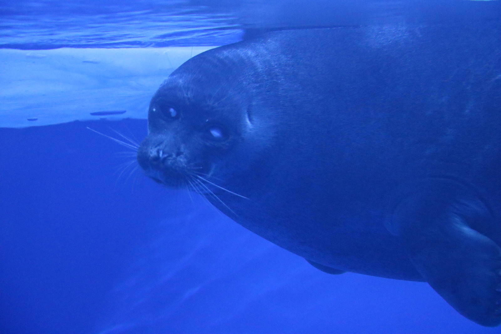 Baikal seal - Sunshine Aquarium Tokyo, February 2016