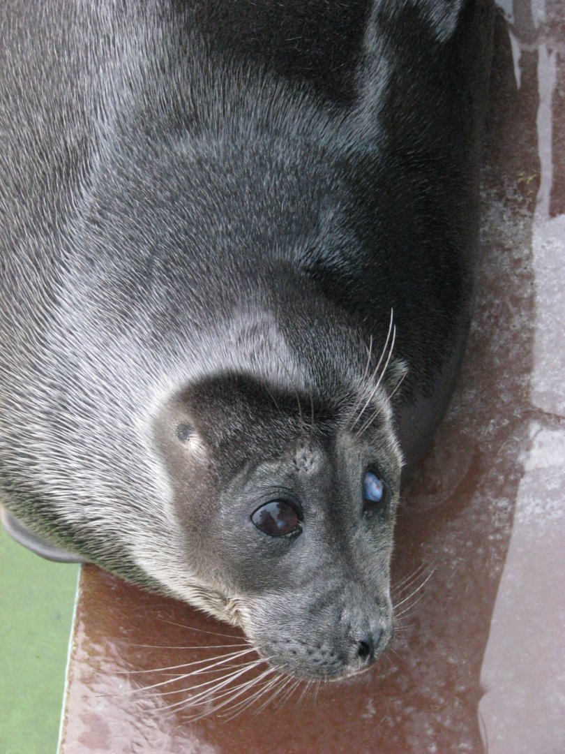 Baikal seal