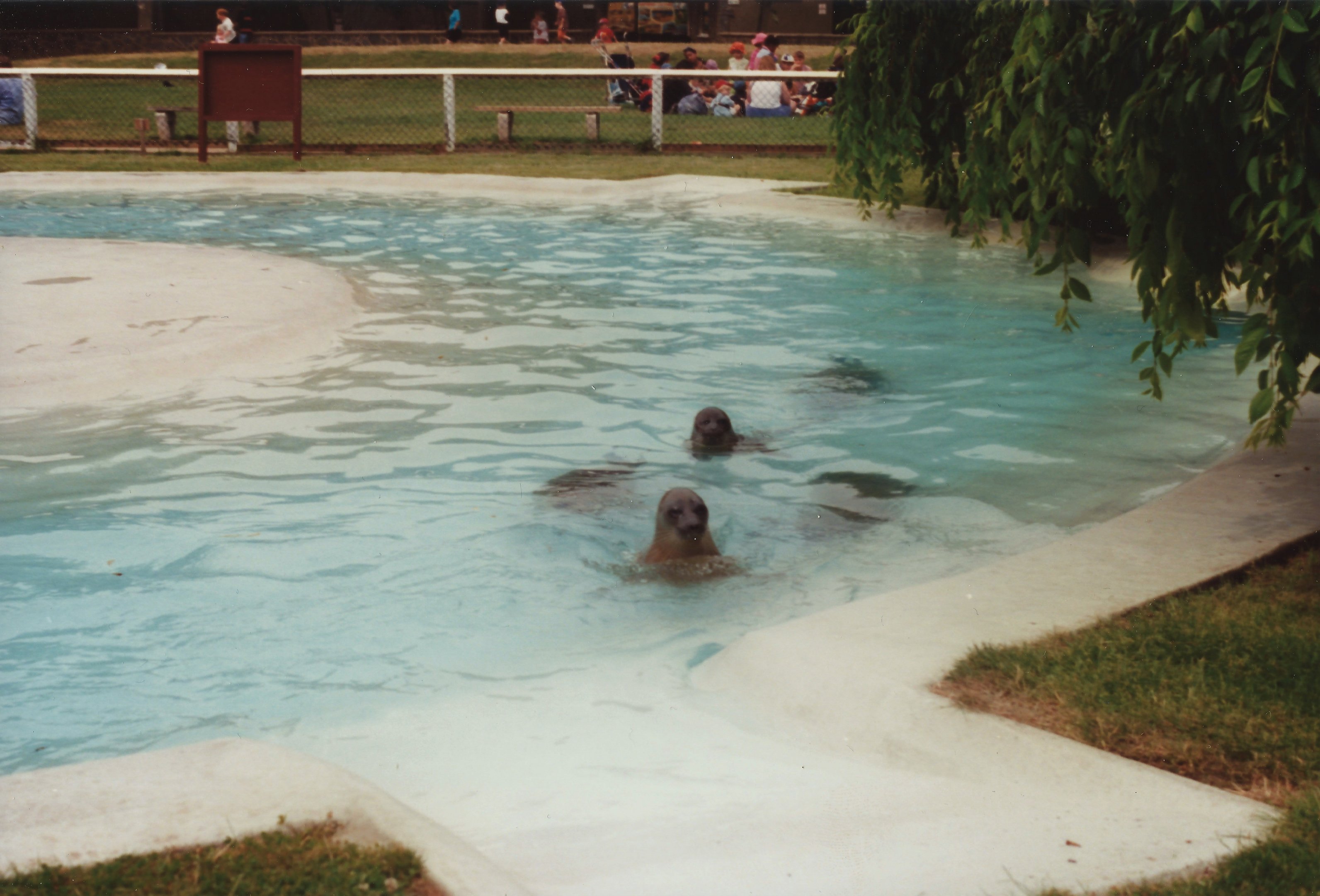Baikal Seals and Pool at Twycross, 1990s