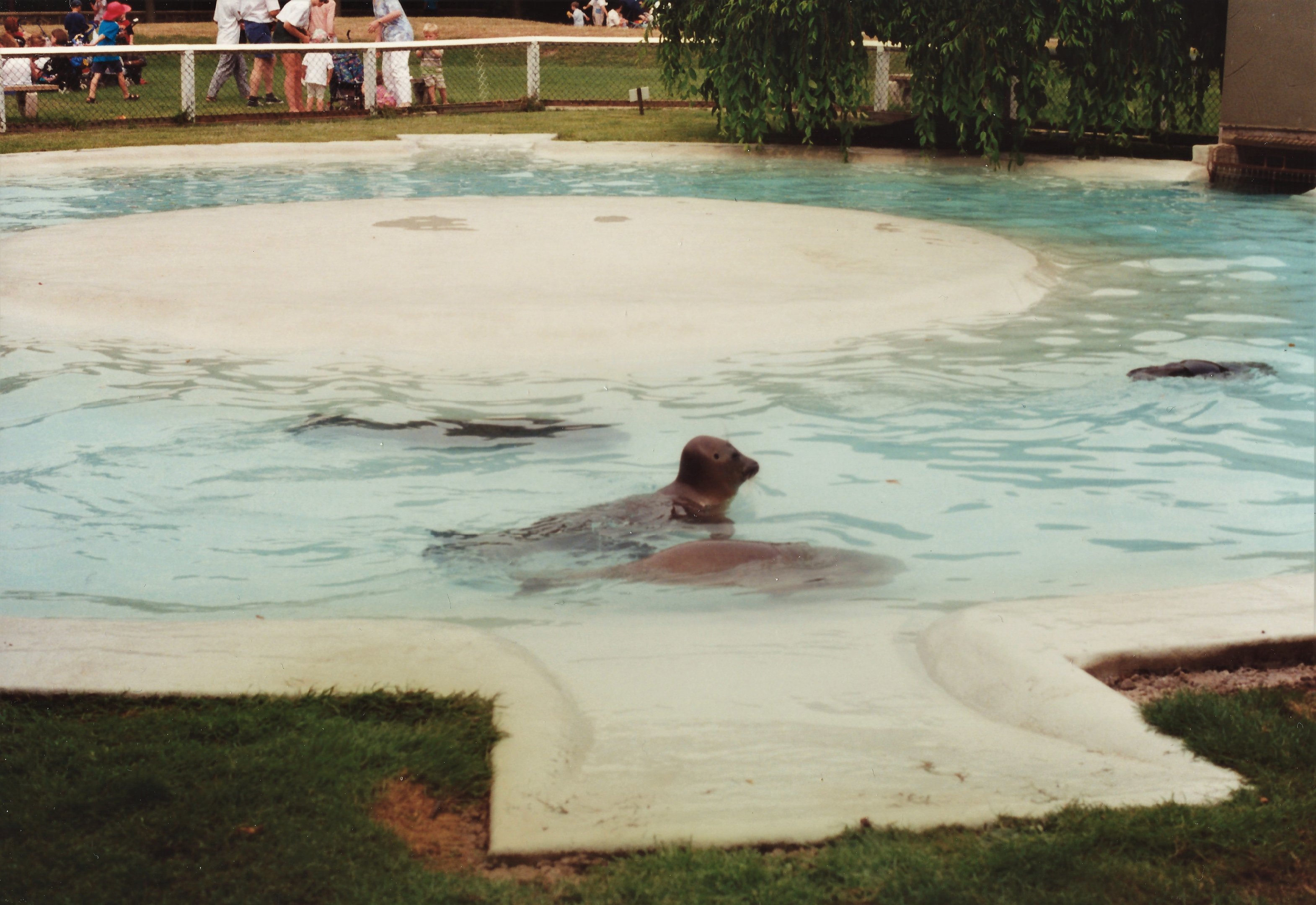 Baikal Seals and Pool at Twycross, 1990s
