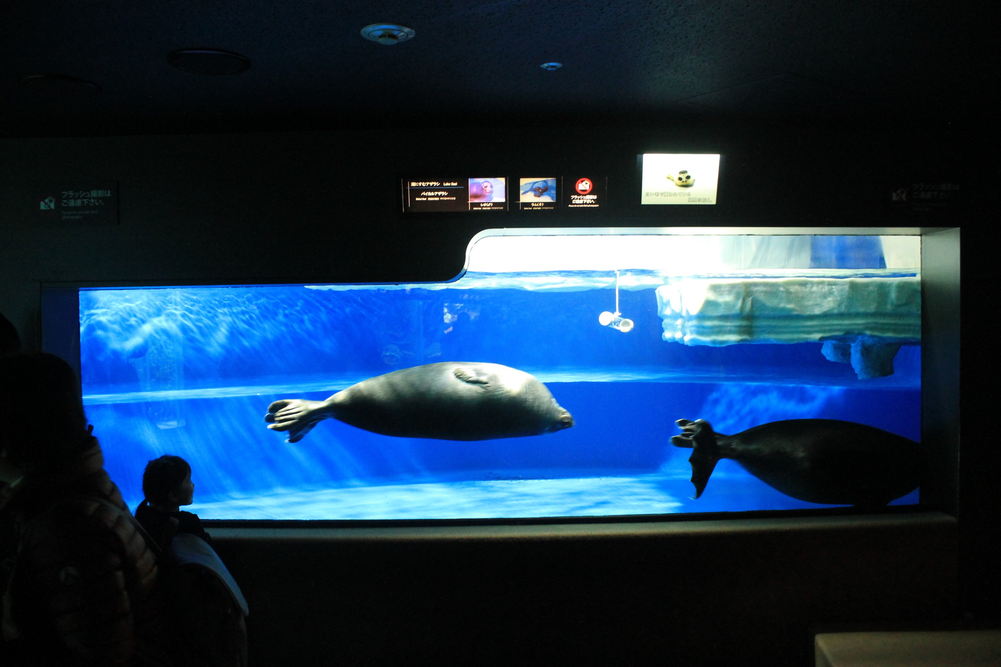 Baikal Seals (Pusa sibirica)