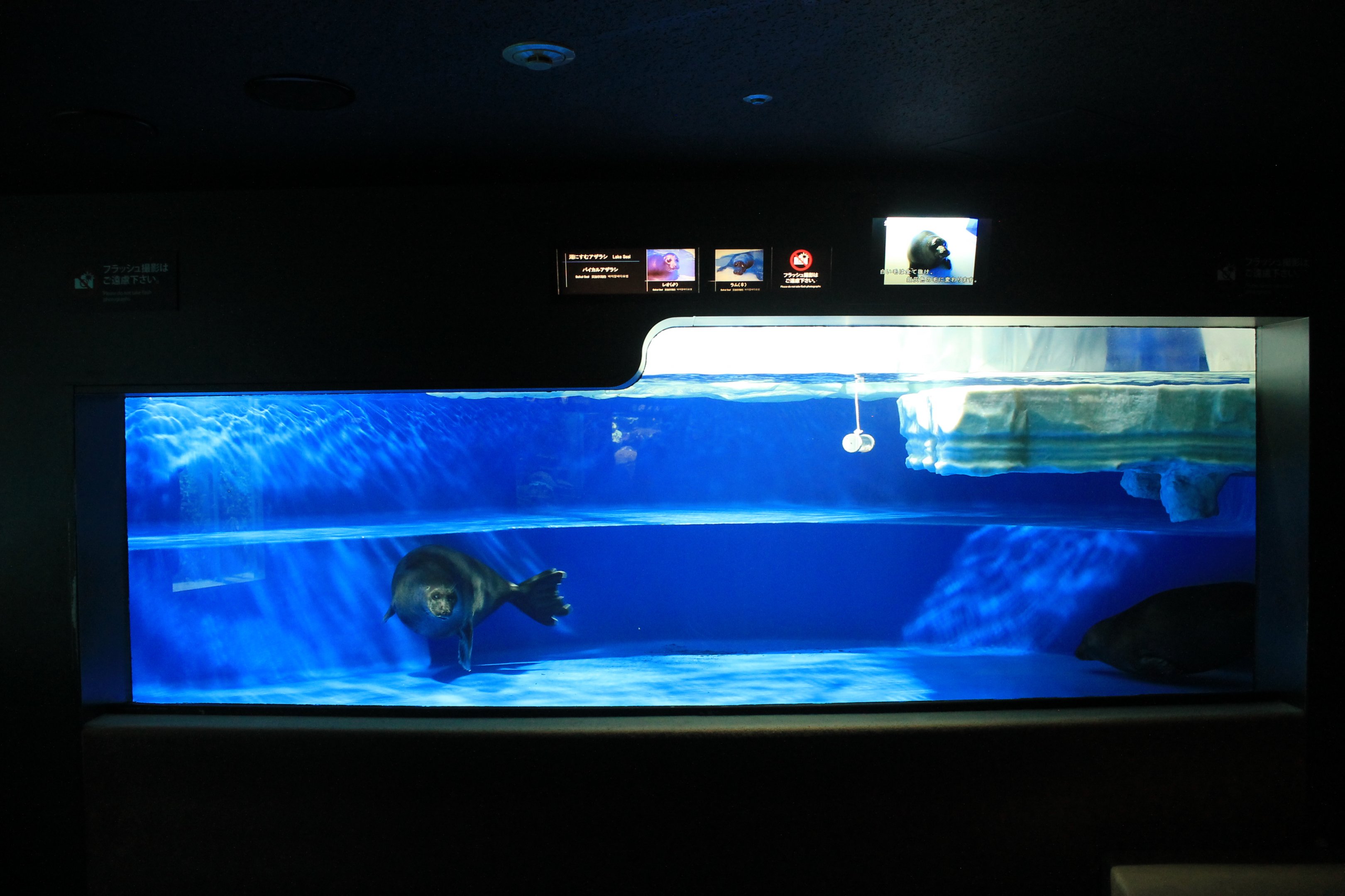 Baikal Seals (Pusa sibirica)