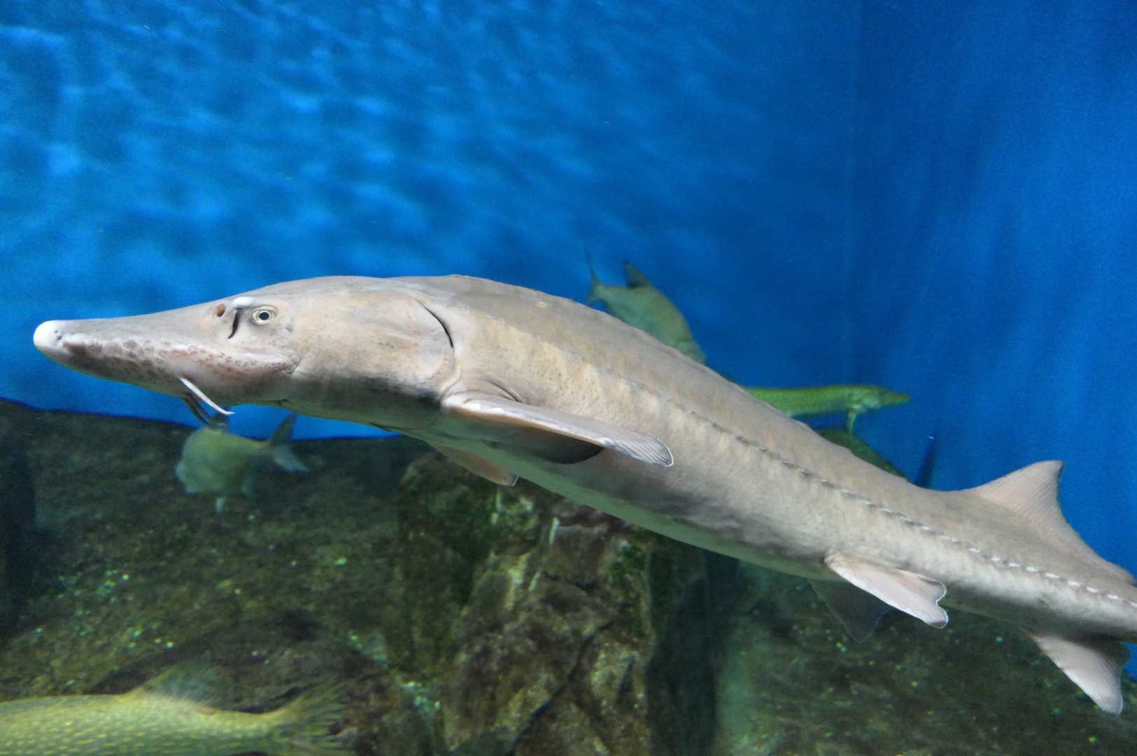 Baikal Sturgeon (Acipenser baerii "baicalensis") - Lake Biwa Museum