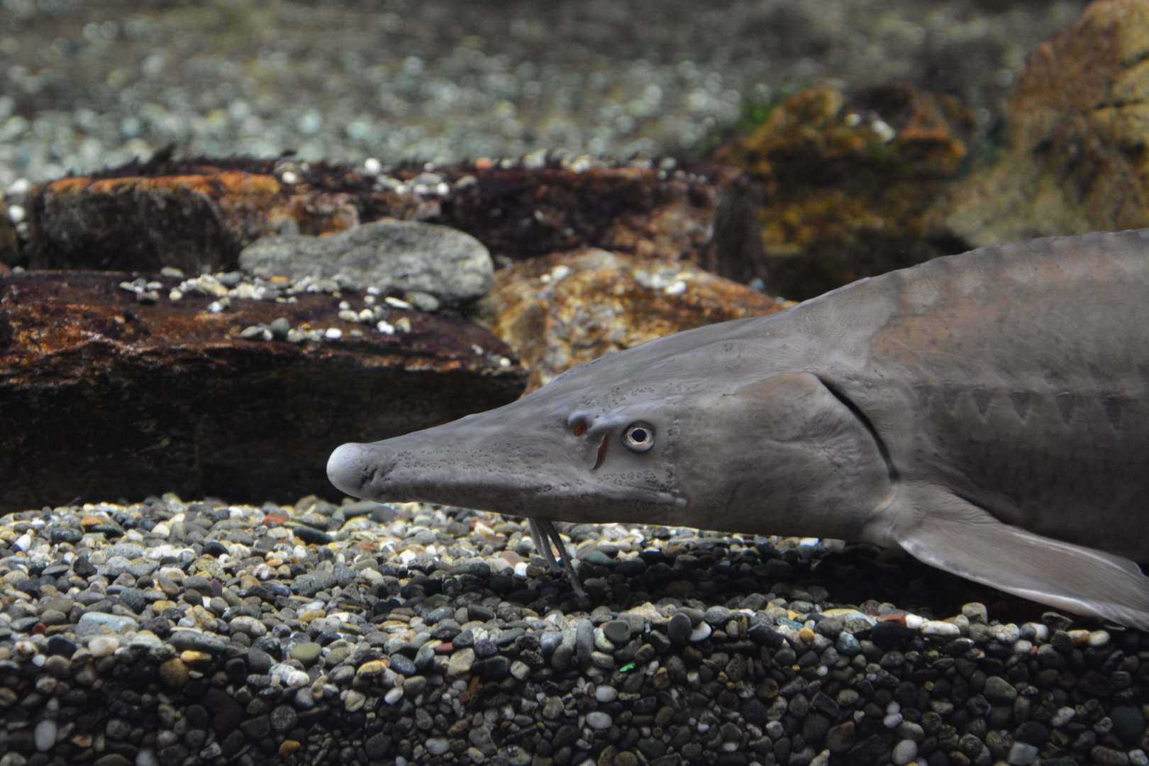 Baikal sturgeon (Acipenser baerii 'baicalensis')