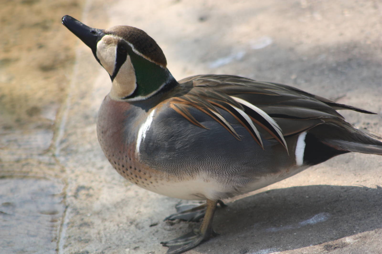 Baikal Teal, 18th May 2014