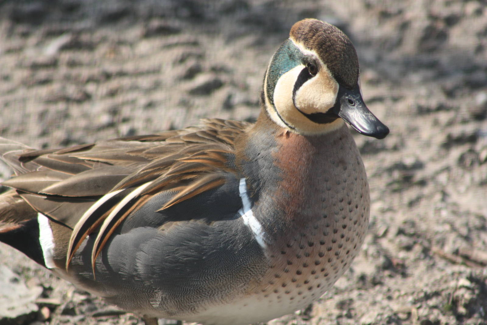 Baikal Teal, 18th May 2014