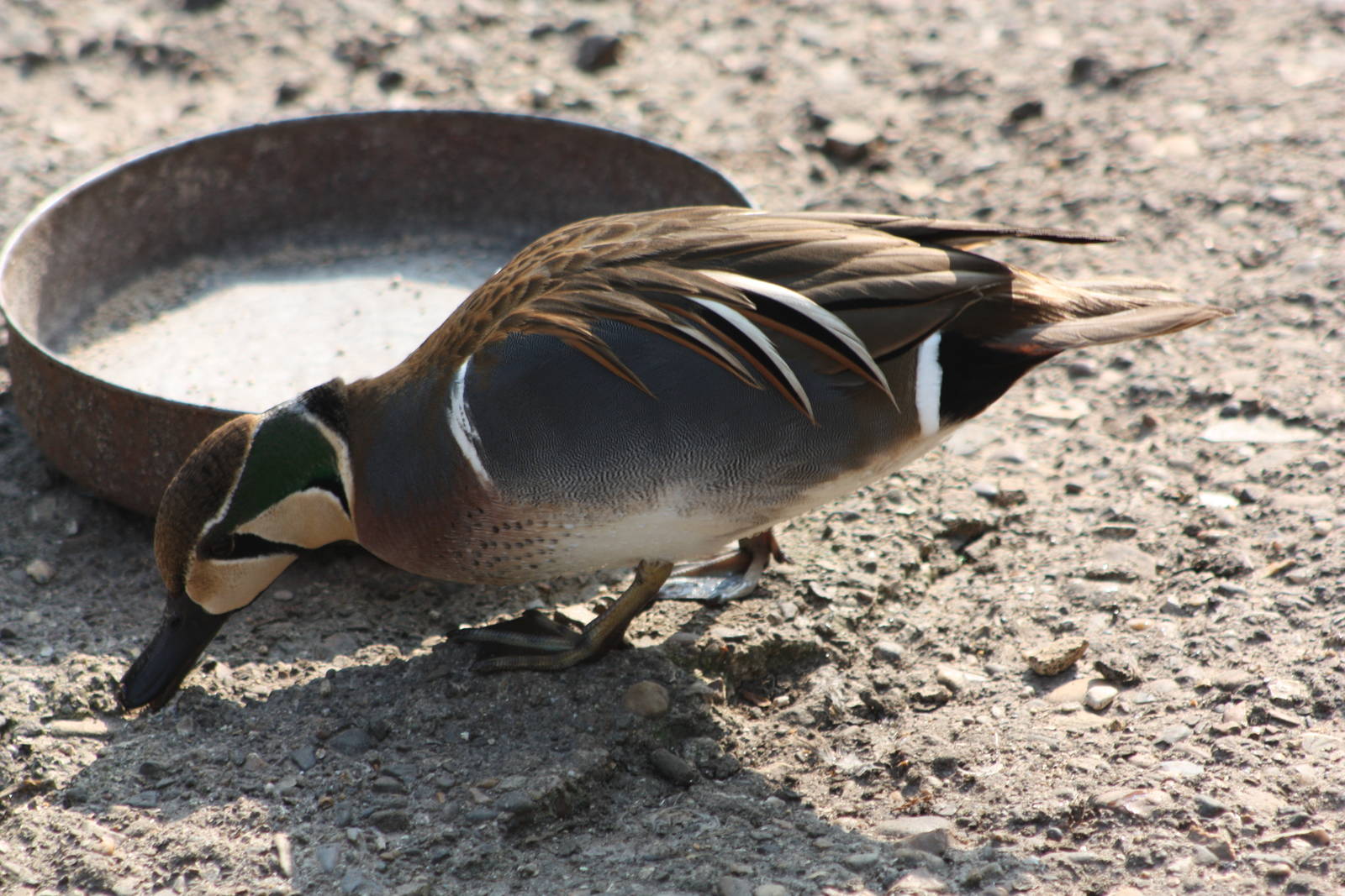 Baikal Teal, 18th May 2014