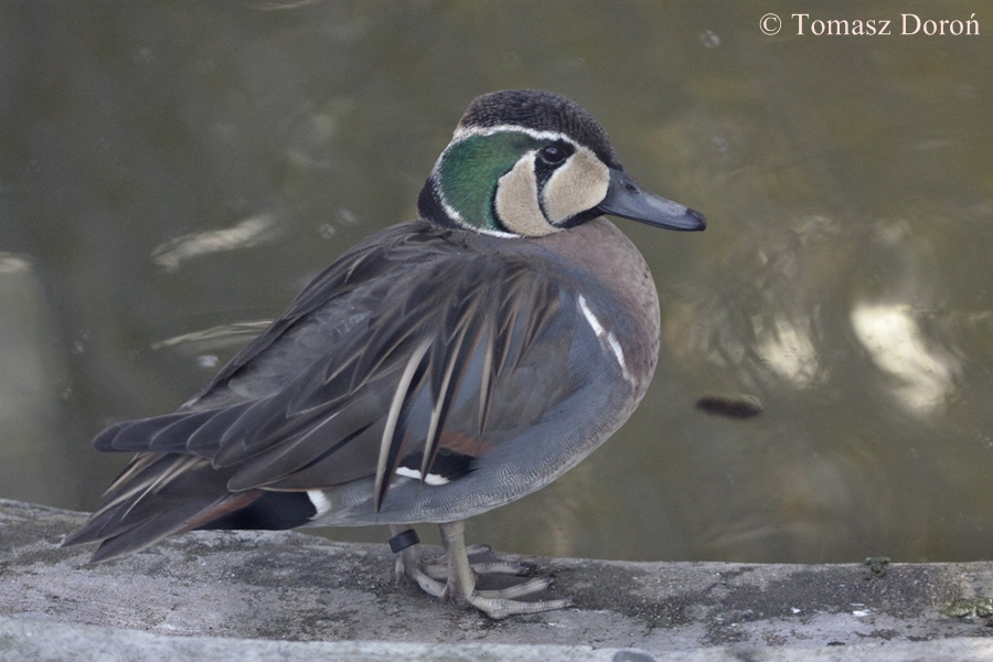 Baikal Teal (Anas formosa) - male