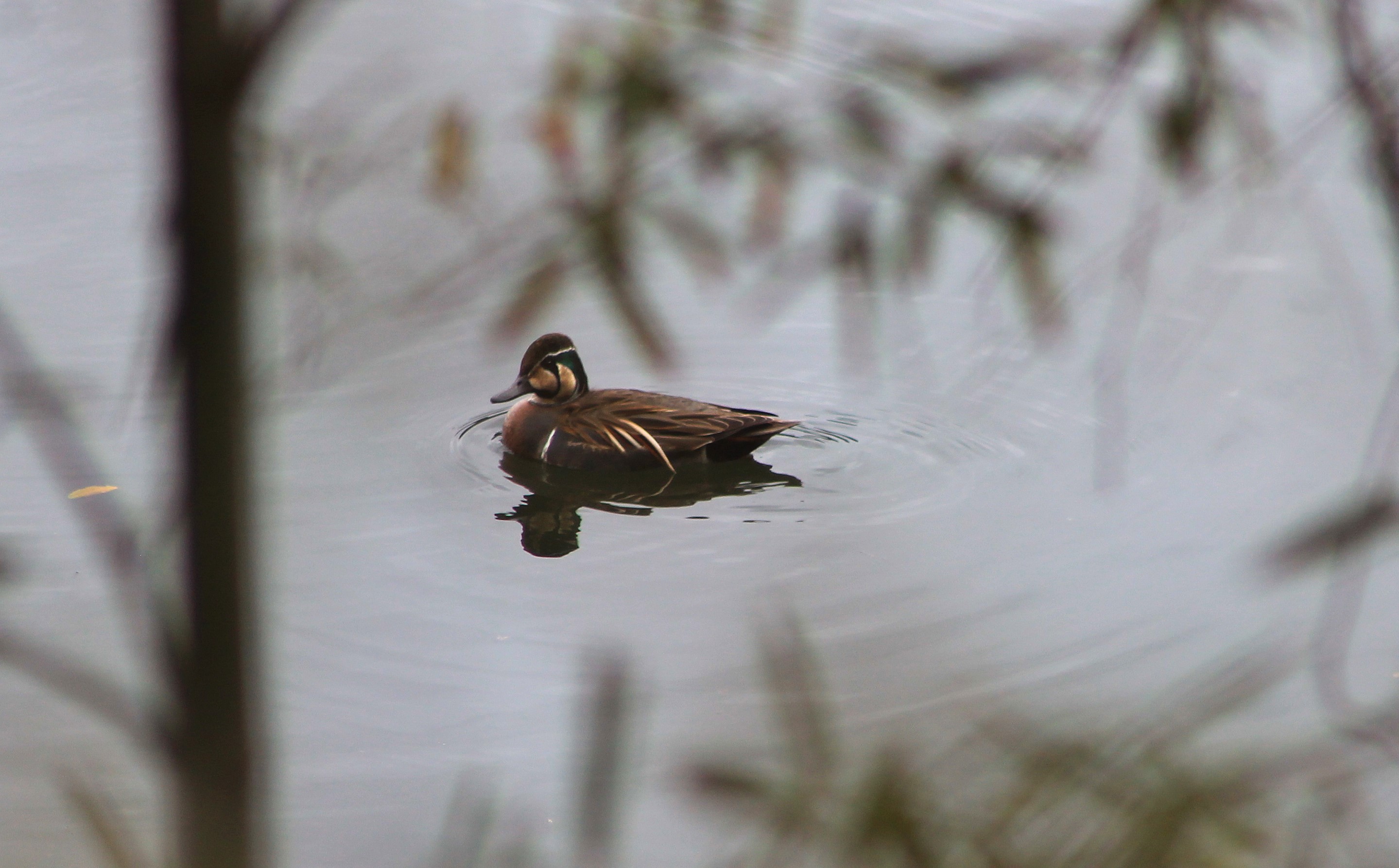 Baikal Teal (Anas formosa)