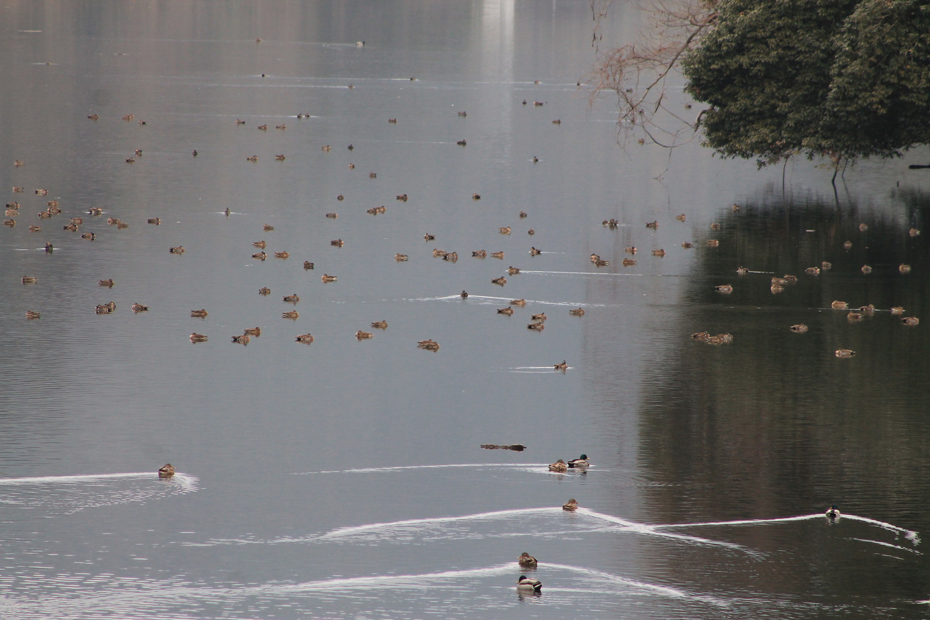 Baikal Teal (Anas formosa)