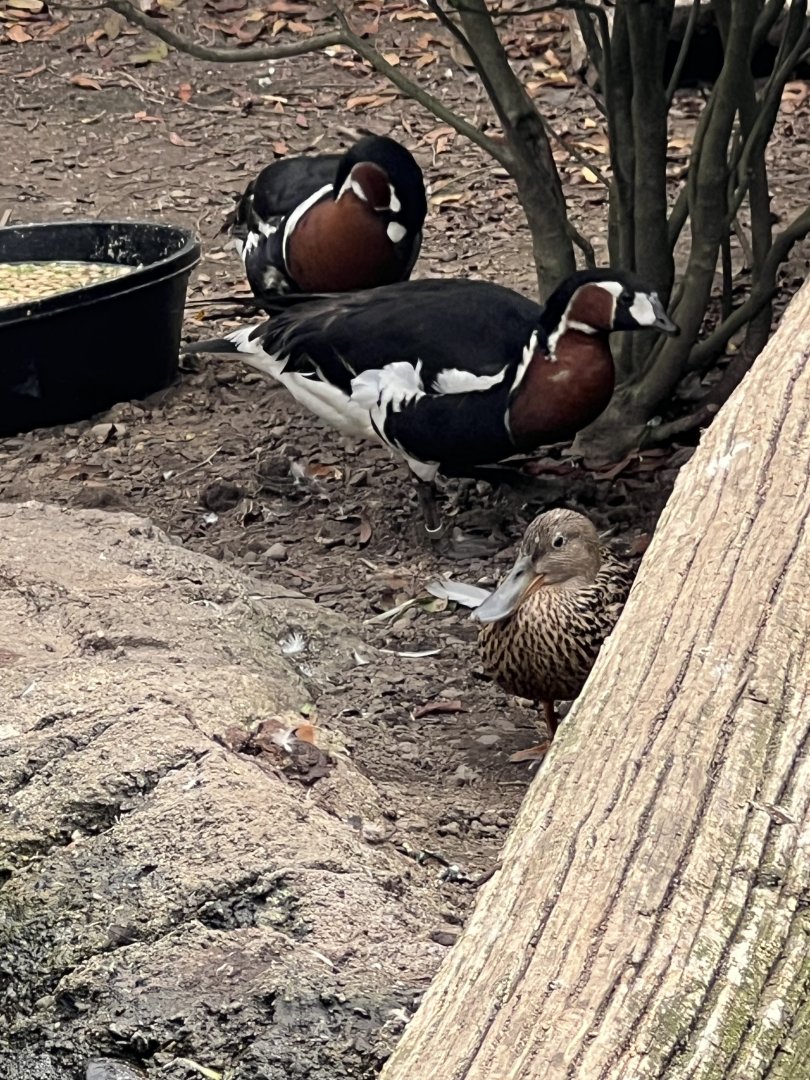 Baikal Teal and Red-Breasted Geese