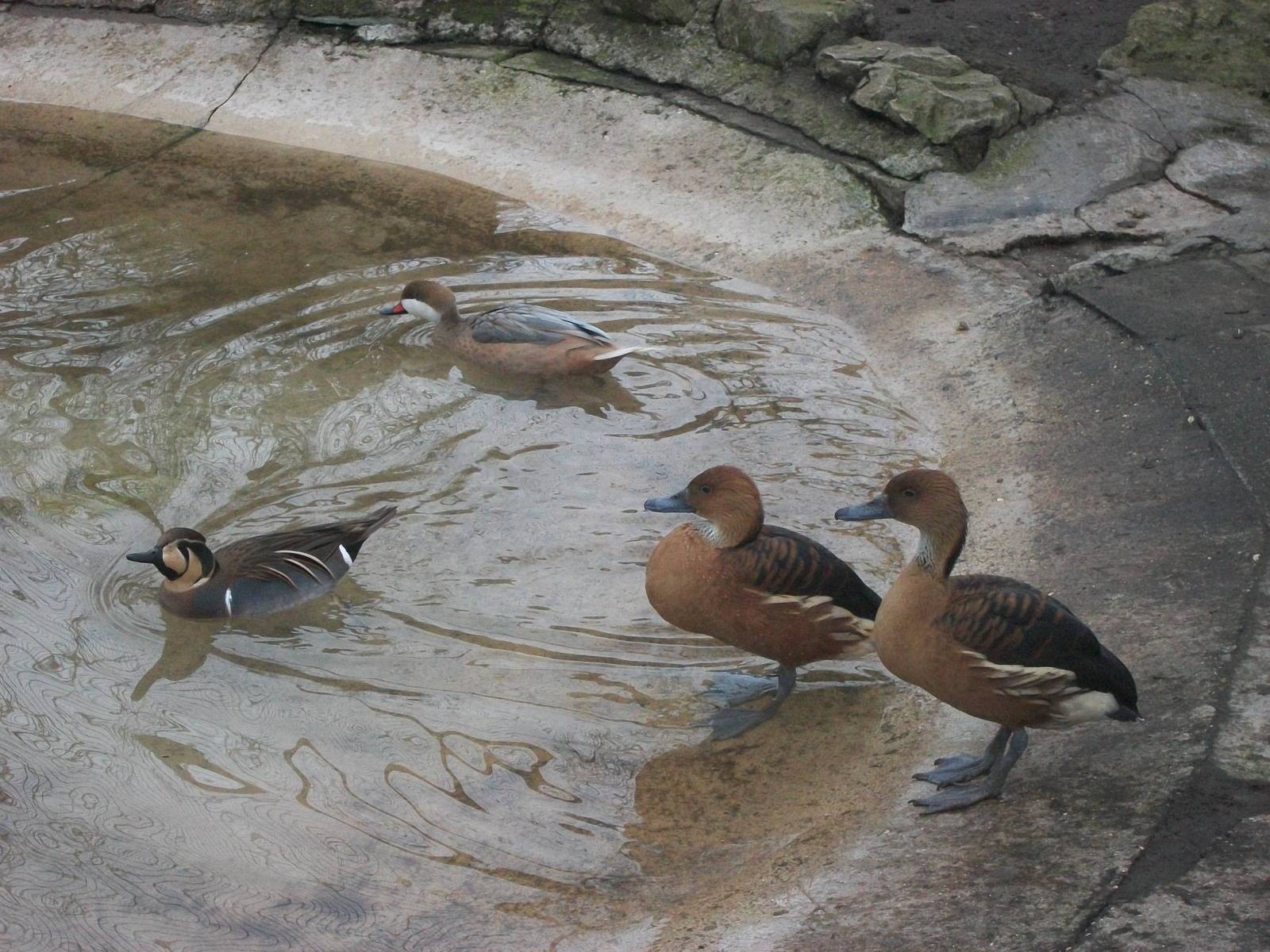 Baikal Teal, Bahama Pintail, Fulvous Whistling Ducks, 29th March 2014