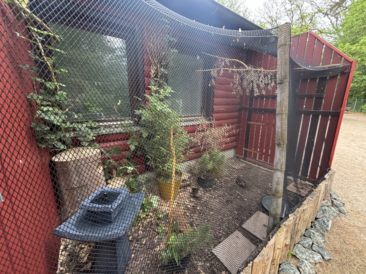 Baikal Teal Enclosure at Zoologischer Garten Hof