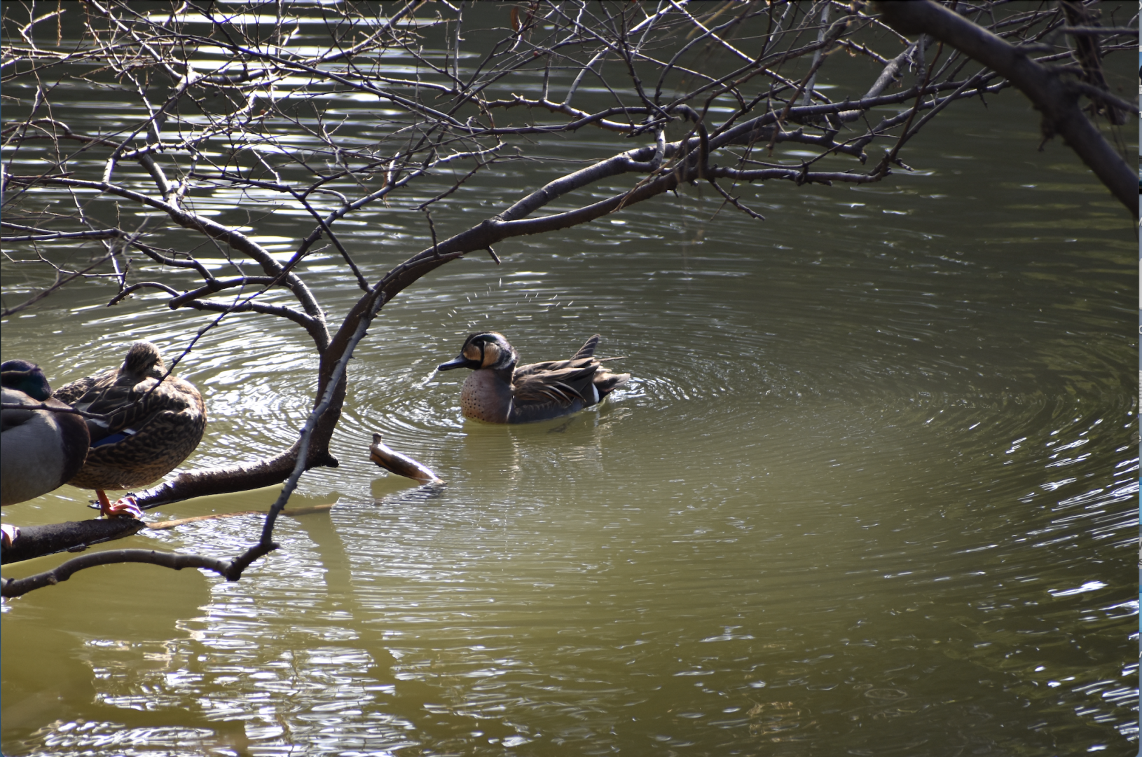 Baikal Teal ~ Imperial Palace