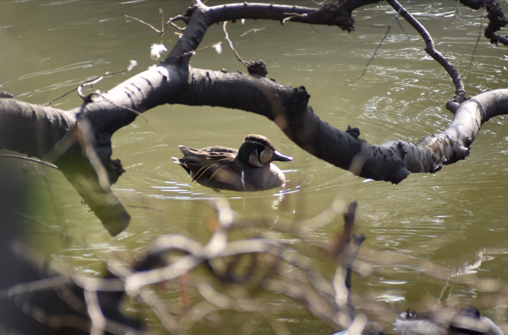 Baikal Teal ~ Imperial Palace