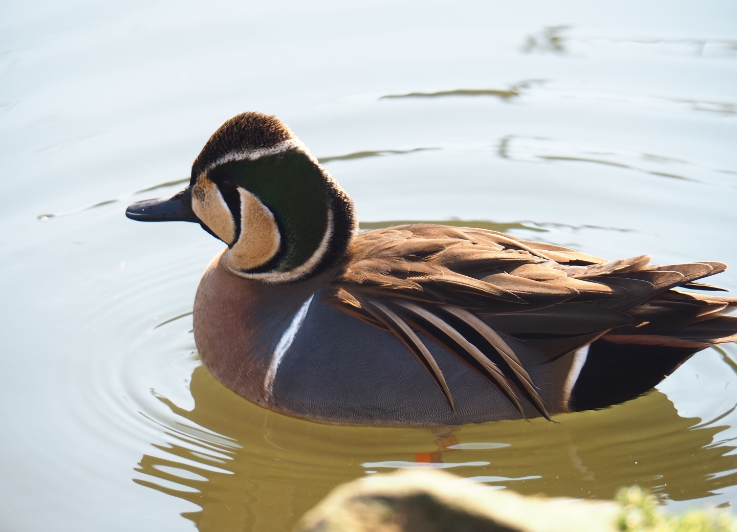 Baikal teal (Sibirionetta formosa), 2019-03-30