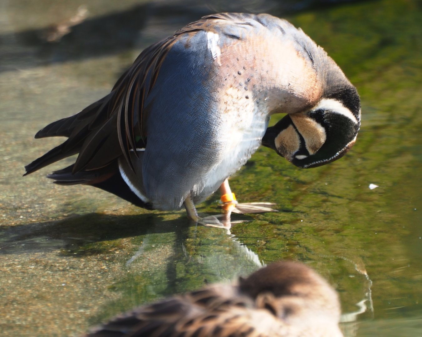 Baikal teal (Sibirionetta formosa), 2019-03-30