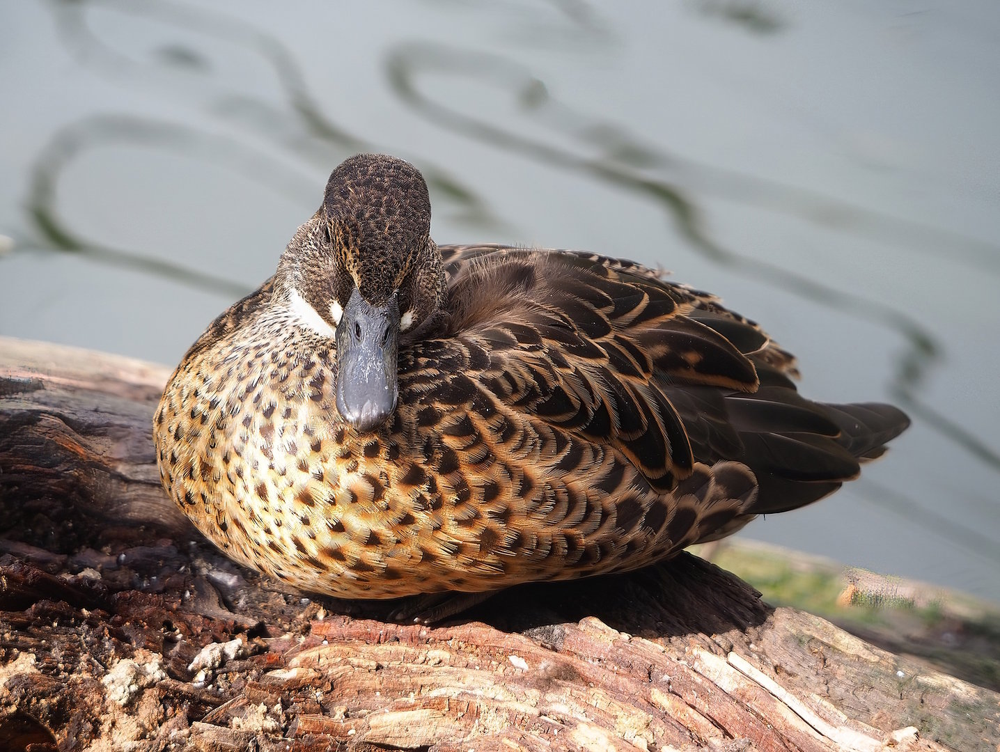 Baikal teal (Sibirionetta formosa), 2022-08-20