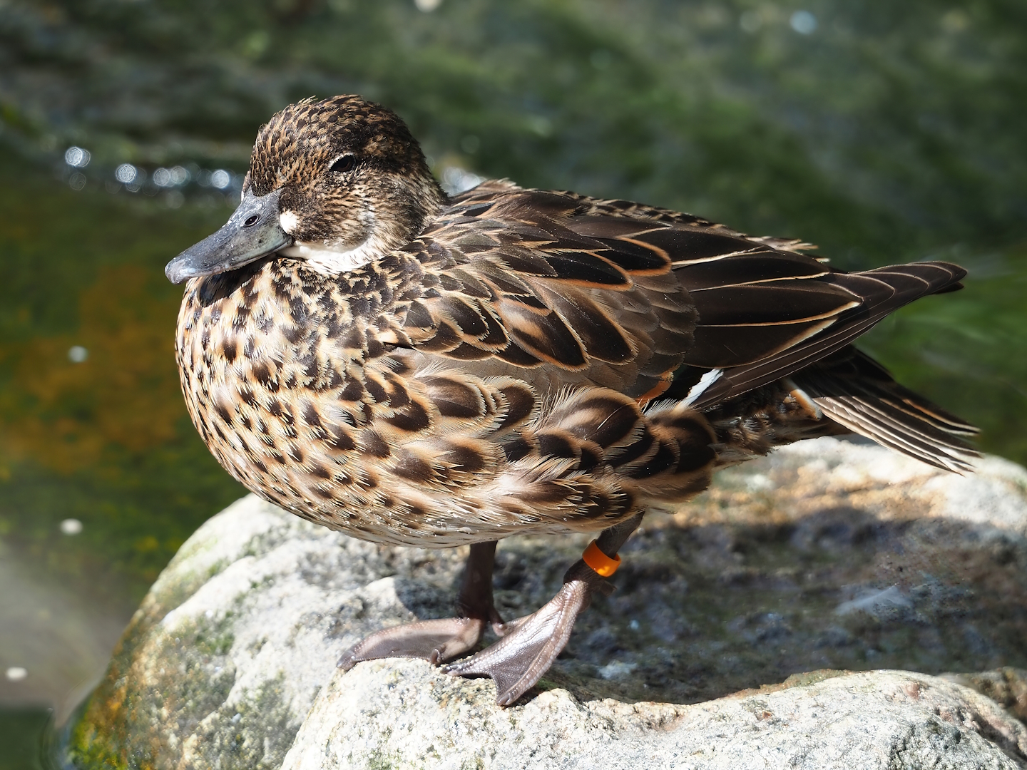 Baikal teal (Sibirionetta formosa), 2023-07-18