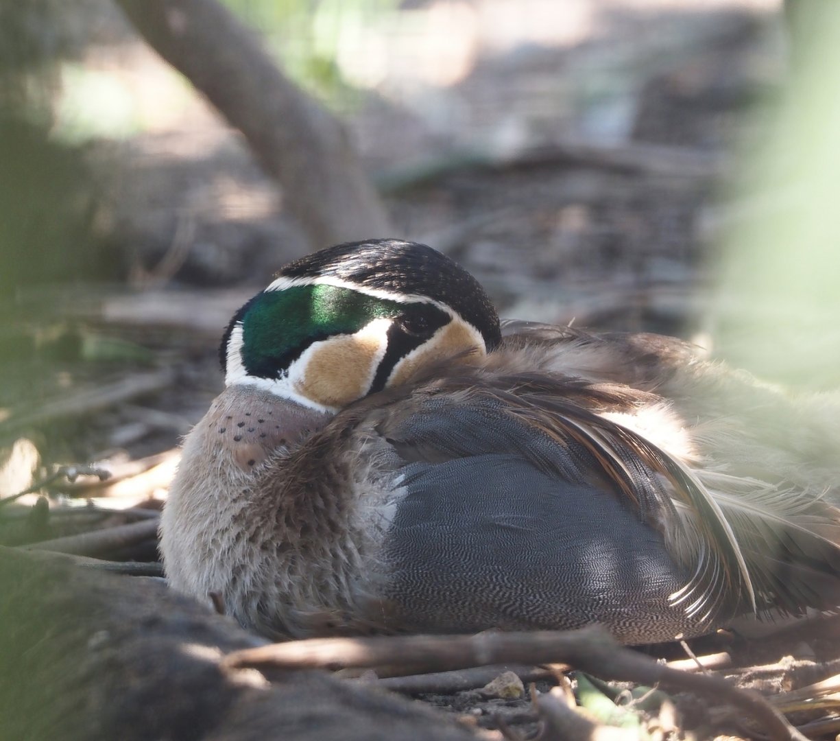 Baikal teal (Sibirionetta formosa), 2024-05-21