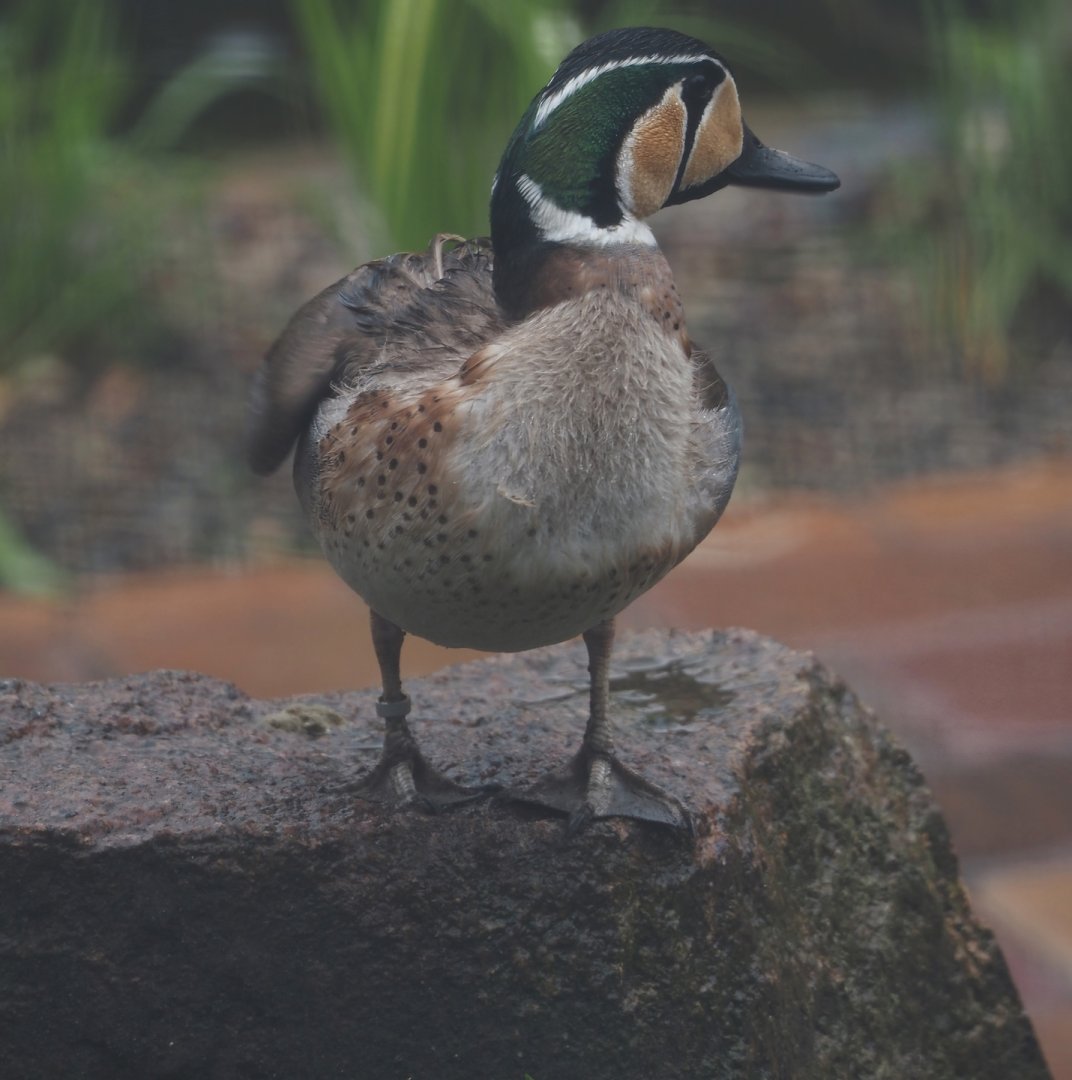 Baikal teal (Sibirionetta formosa), 2024-05-22