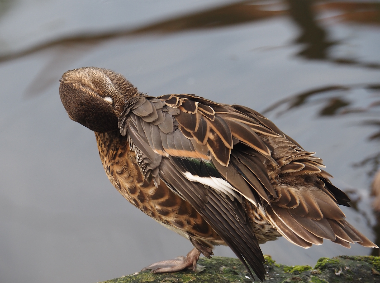 Baikal teal (Sibirionetta formosa), 2024-08-21