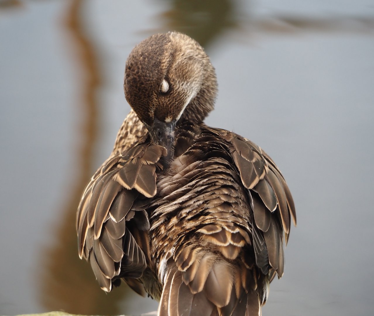 Baikal teal (Sibirionetta formosa), 2024-08-21