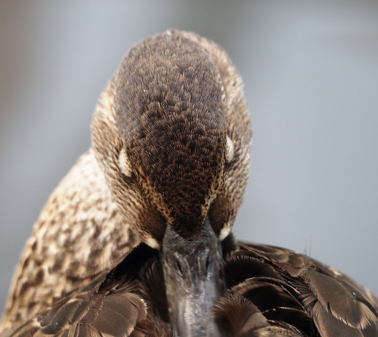 Baikal teal (Sibirionetta formosa), 2024-08-21