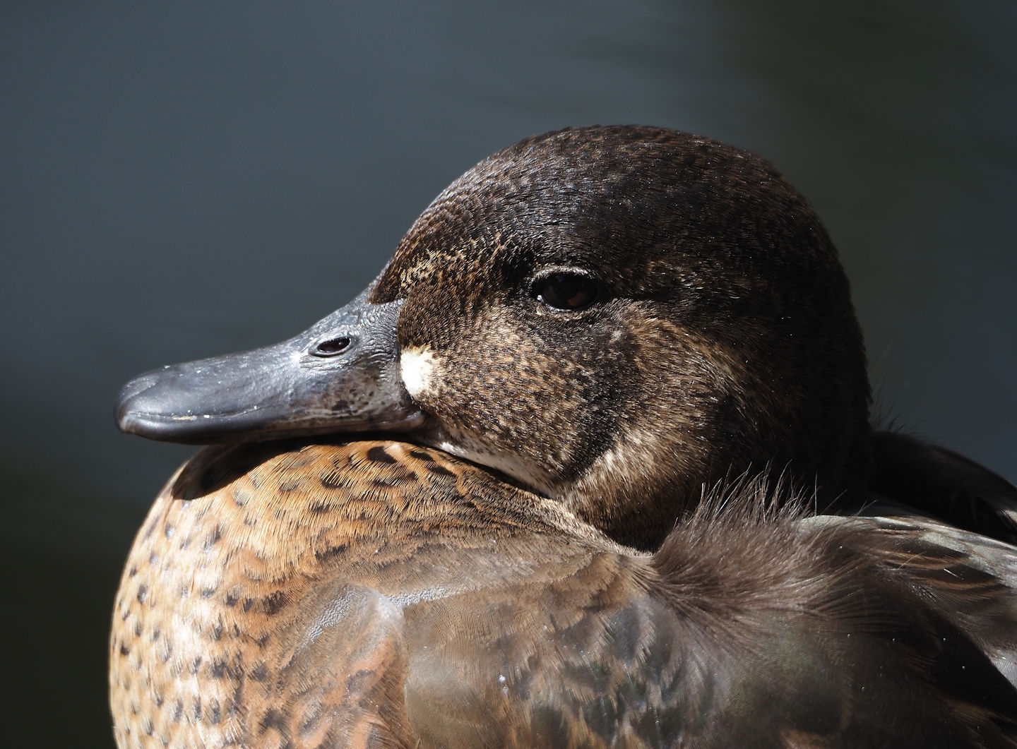 Baikal teal (Sibirionetta formosa), 2024-08-21