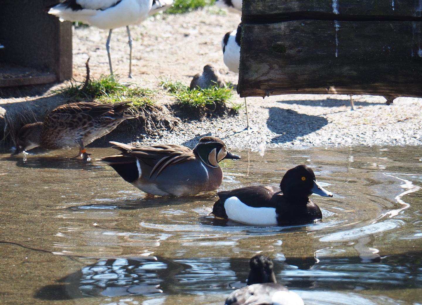 Baikal teal (Sibirionetta formosa) and Tufted pochard (Aythya fuligula), 2019-03-30